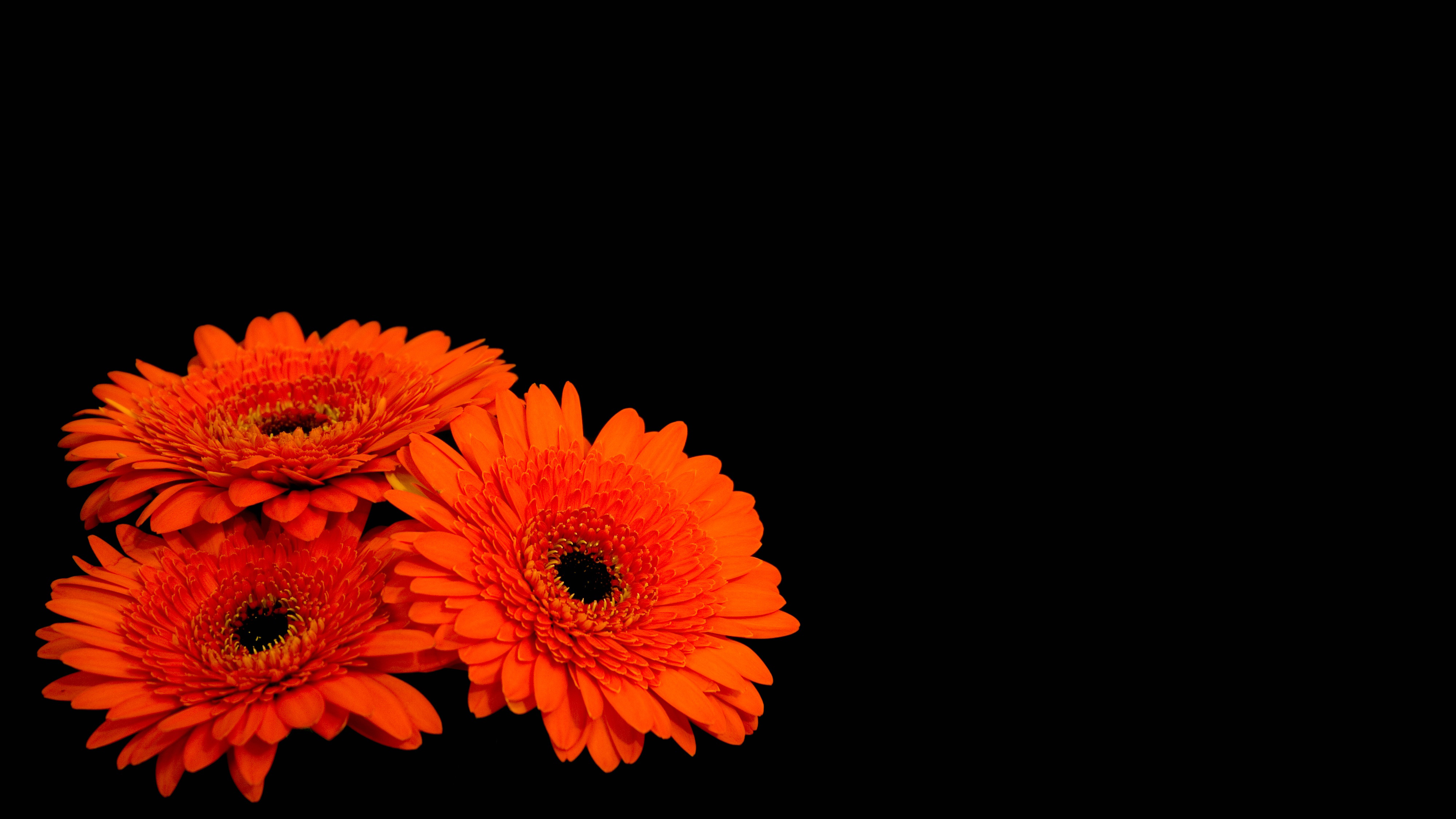 Wallpaper Gerbera flowers, Orange Gerber Daisies, Dark background ...