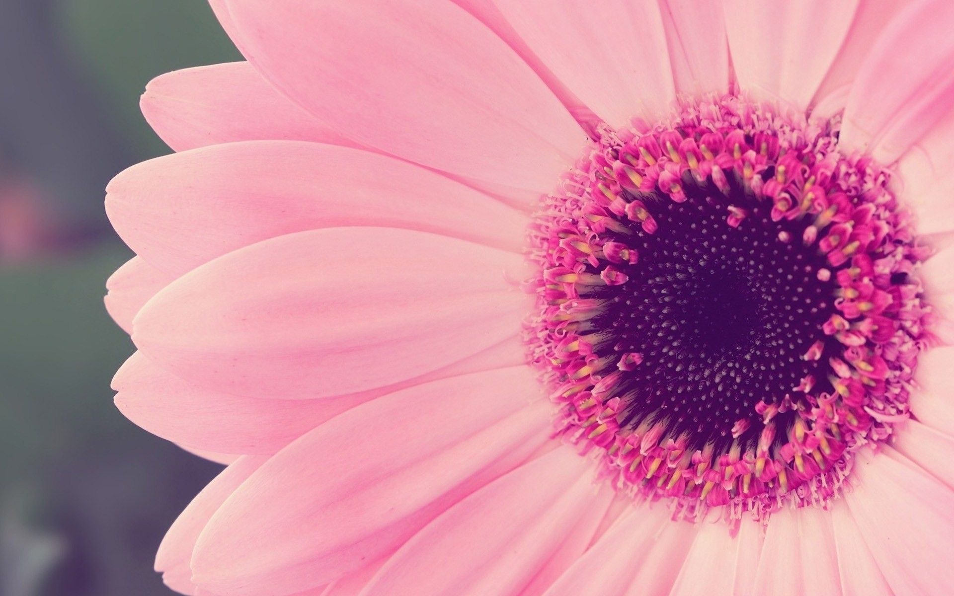 gerbera daisy pink hd wallpaper | °PC Waℓℓpapers° | Pinterest | Hd ...