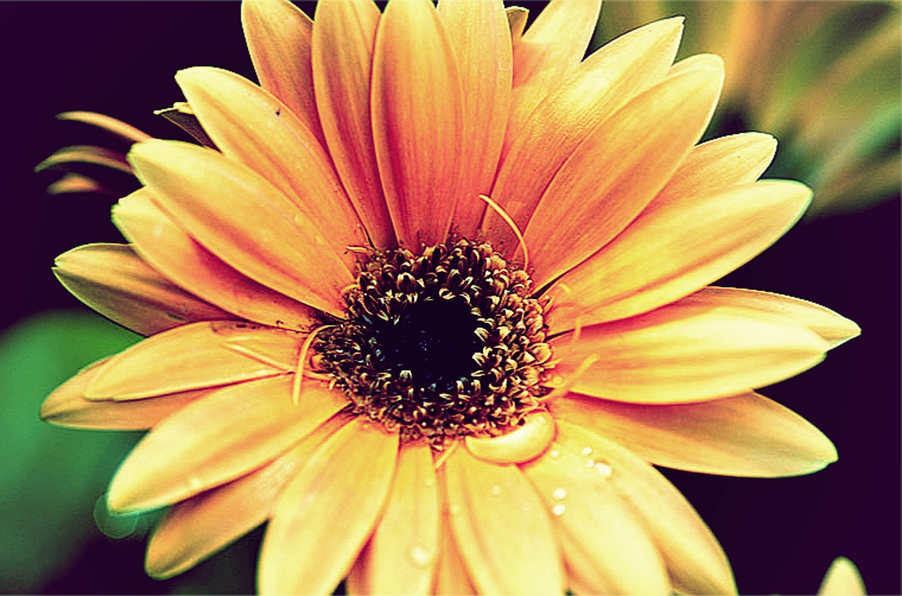 Flower: Flower Nature Yellow Spring Gerbera Closeup Daisy Exotic ...