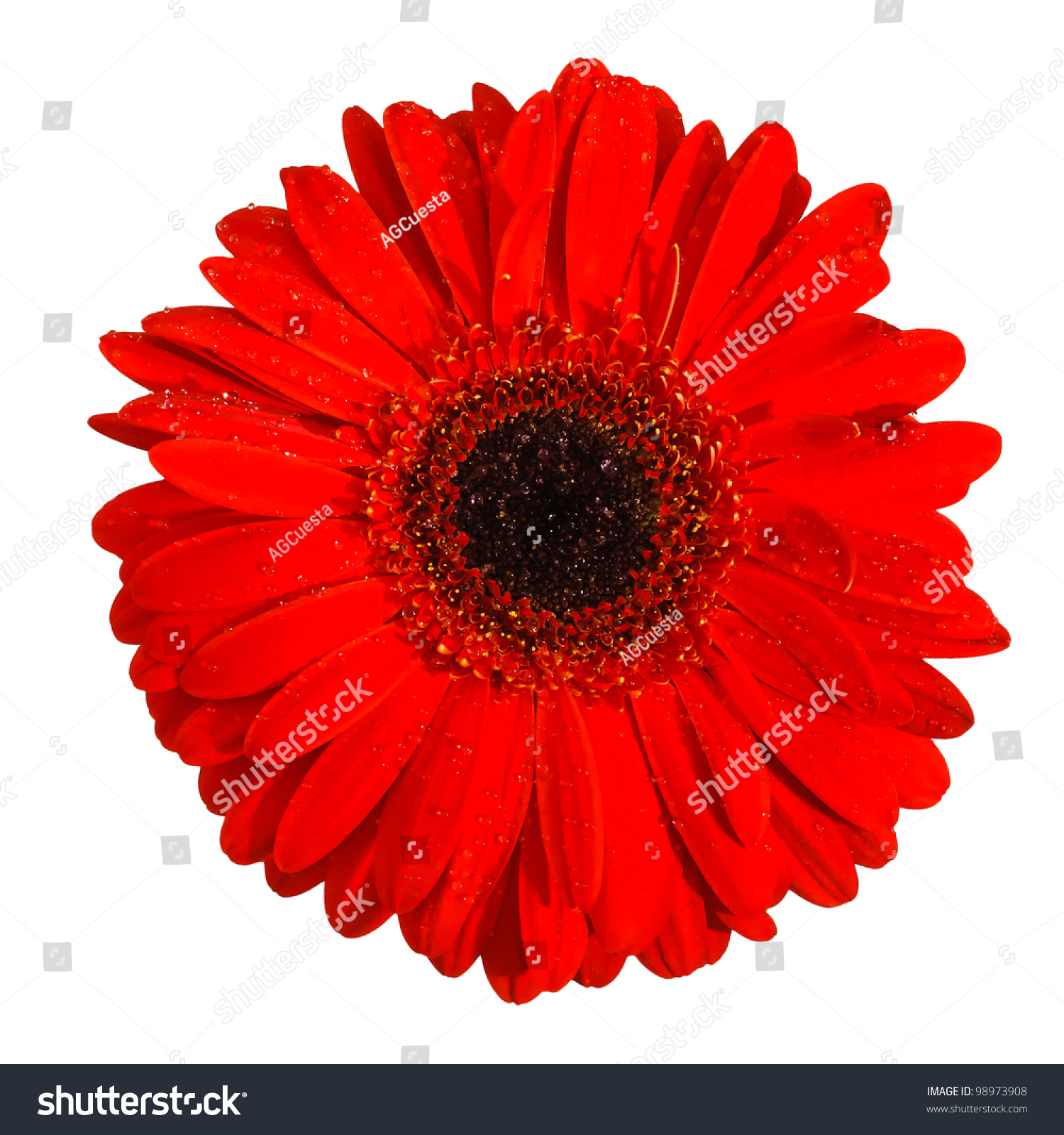 Red Gerbera Flower Water Drops Closeup Stock Photo 98973908 ...