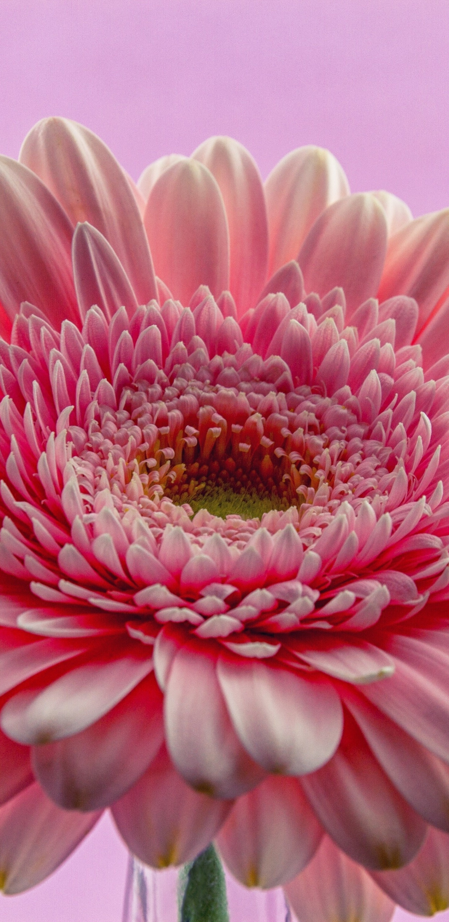 Download 1440x2960 wallpaper gerbera, flower, pink, close up ...