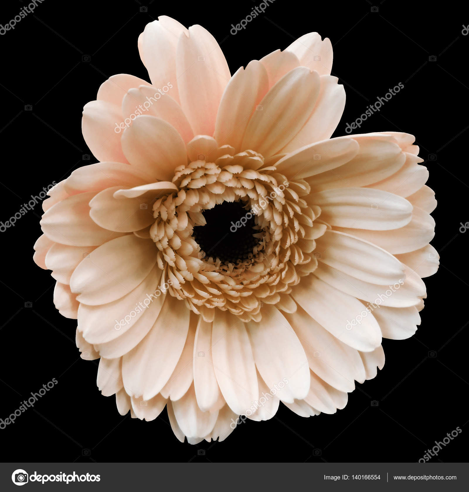 light pink gerbera flower, black isolated background with clipping ...