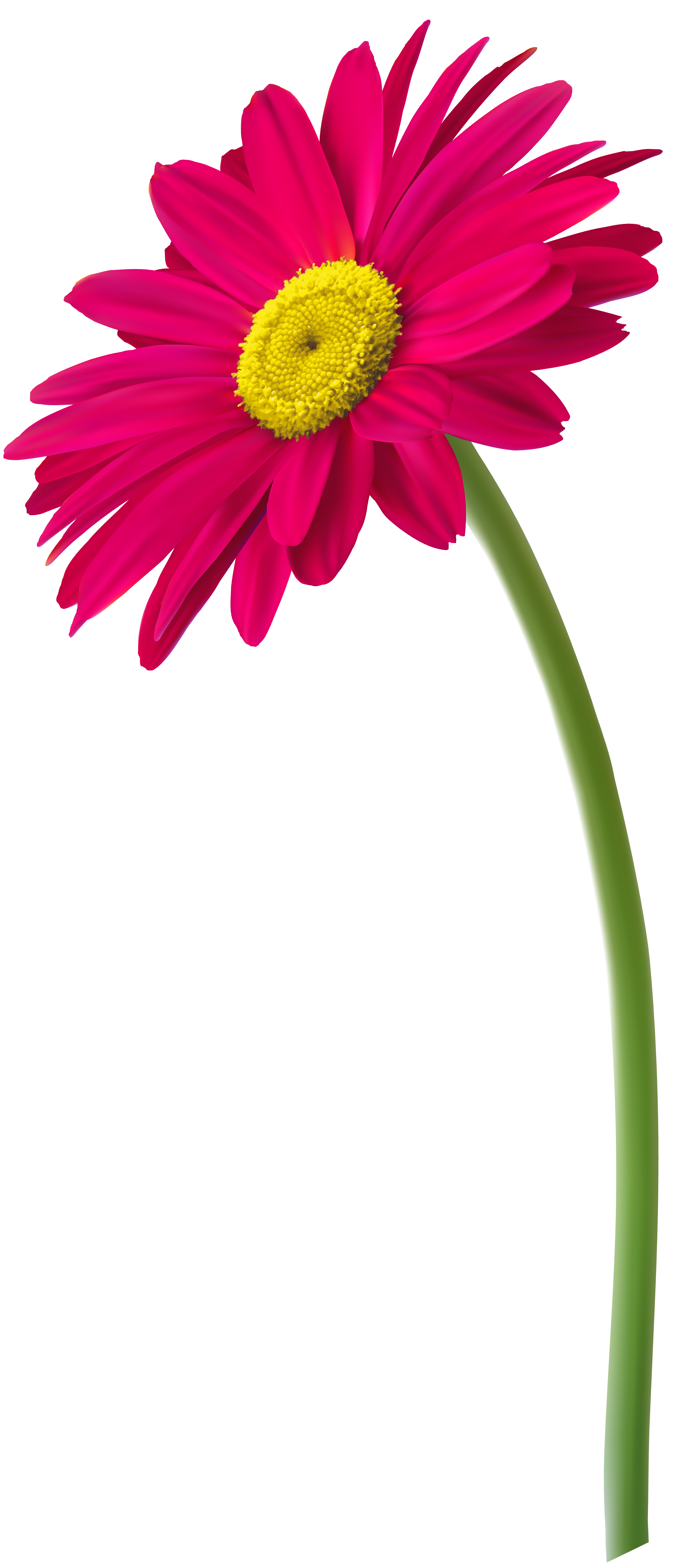 Pink Gerbera Flower PNG Clip Art Image | Gallery Yopriceville ...