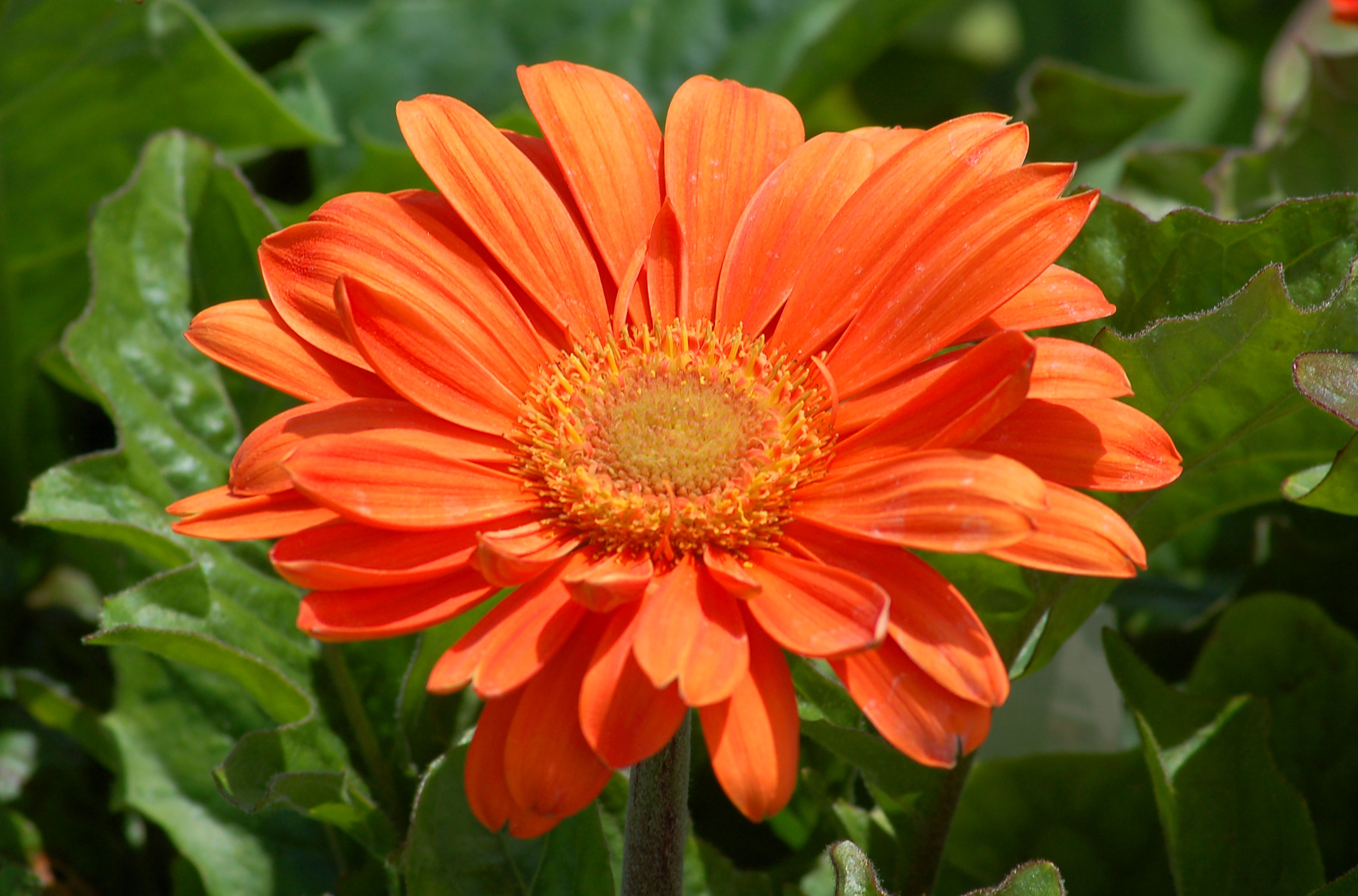 Gerbera Daisy Flowers: Tender Perennial in Many Colors