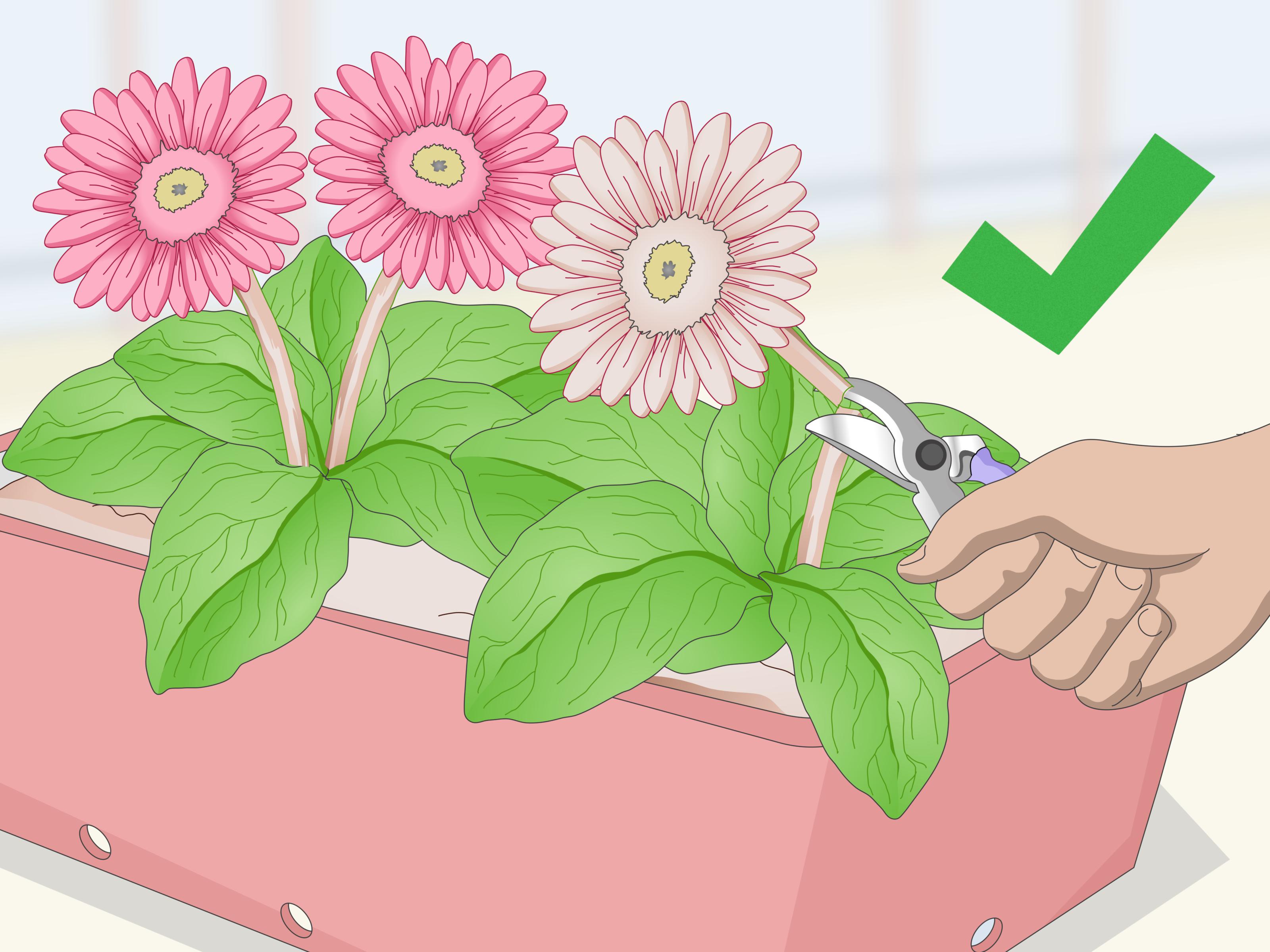 How to Grow Gerbera Daisies (with Pictures) - wikiHow