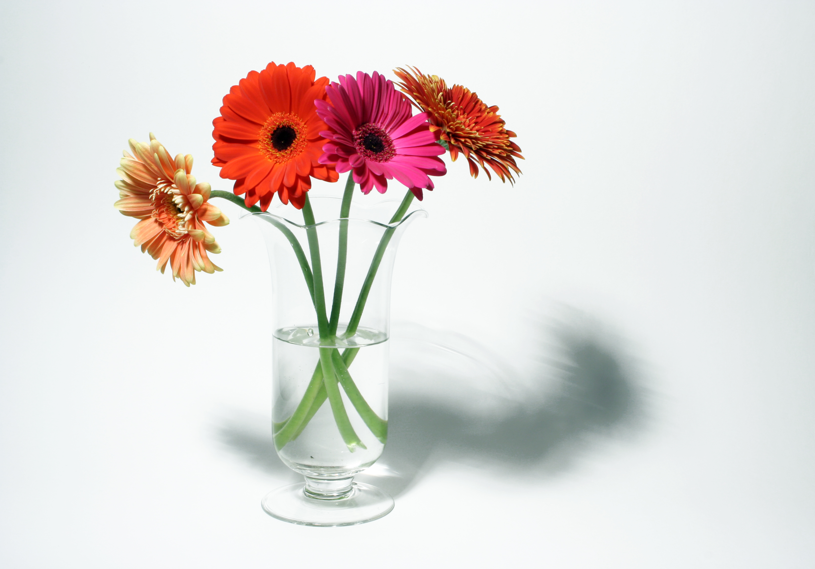 How to create a gerbera daisy bouquet - Flower PressFlower Press