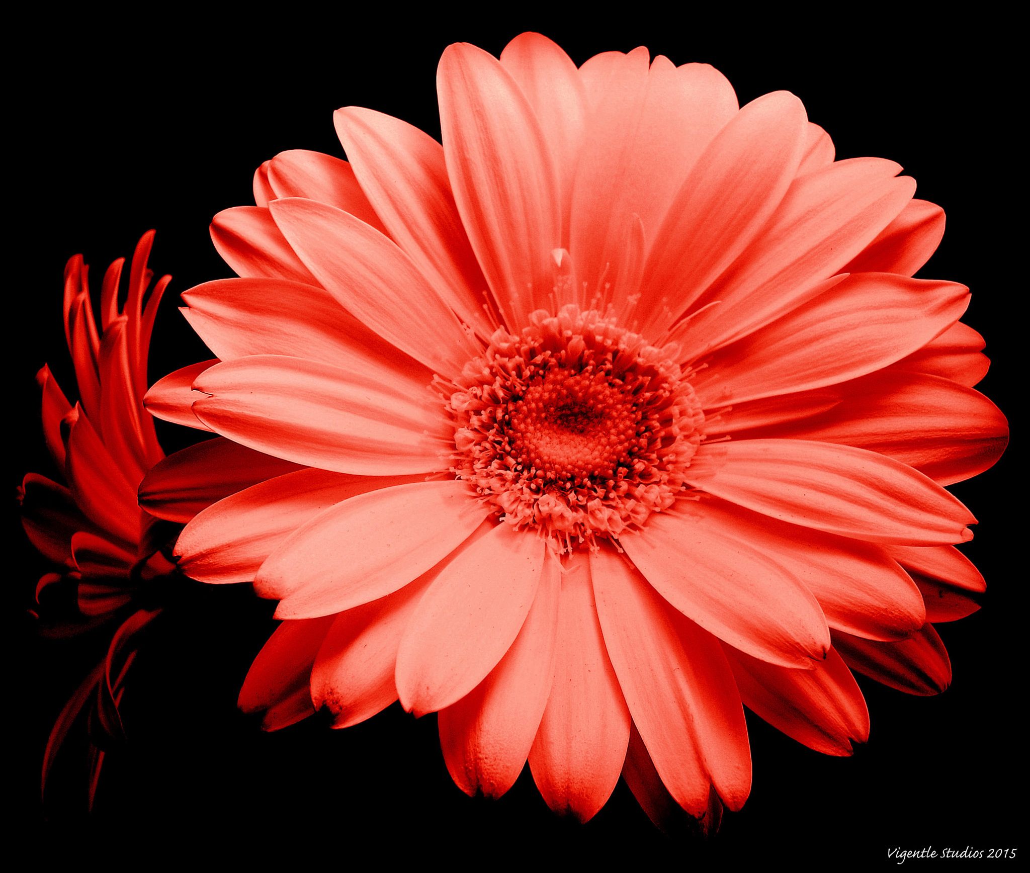 Red gerbera flower heads by Vigentle on 500px | flowers | Pinterest ...