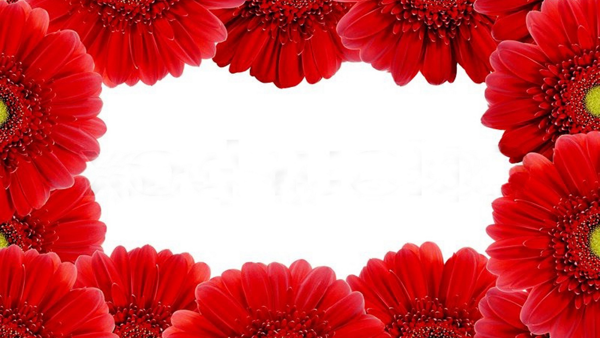Red Gerbera Flower - Free Cool Hd Wallpaper For Desktop - Wallpaper ...