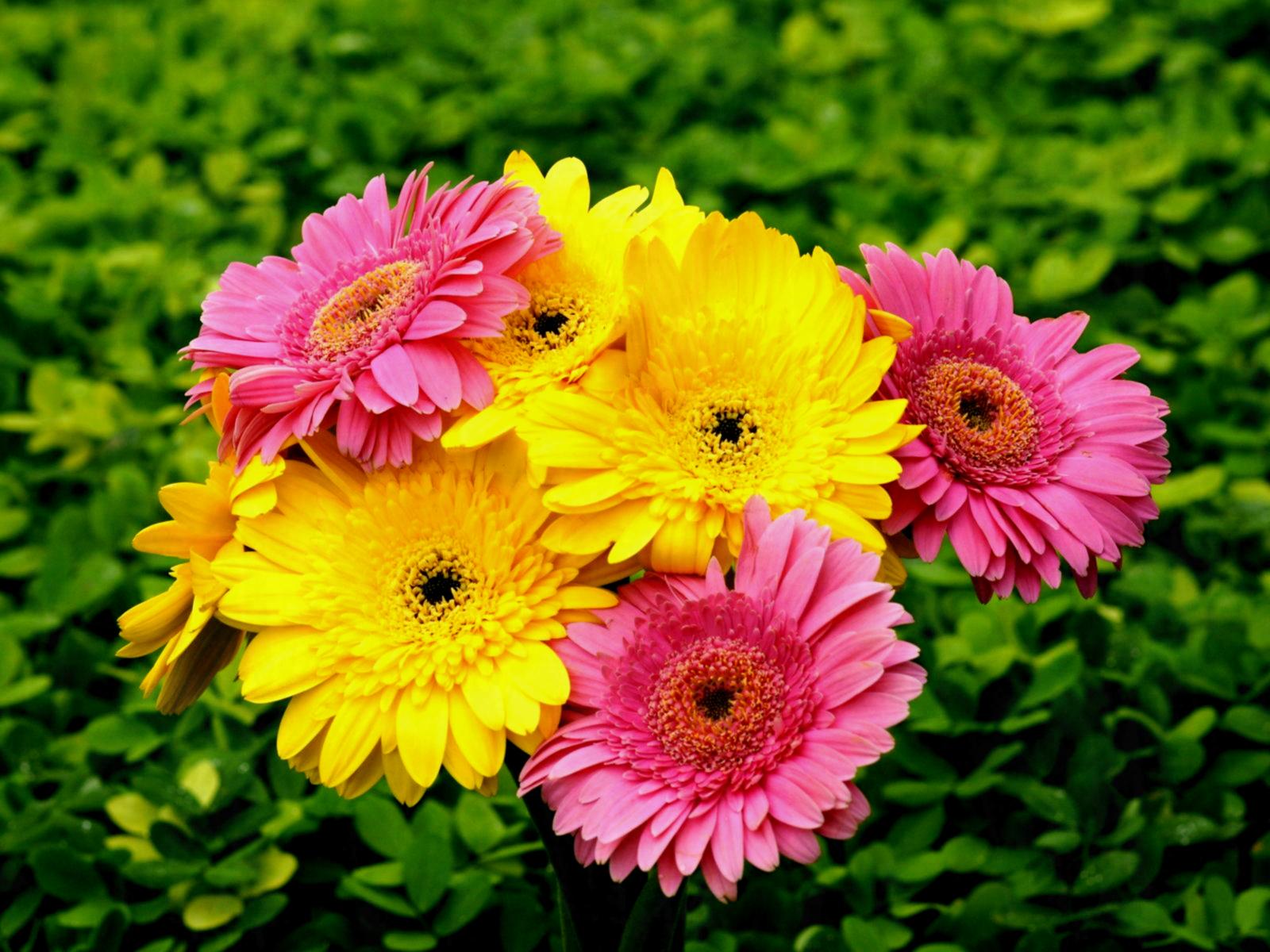 Flowers World Gerbera Flower - Home Garden Ideas For Your Home