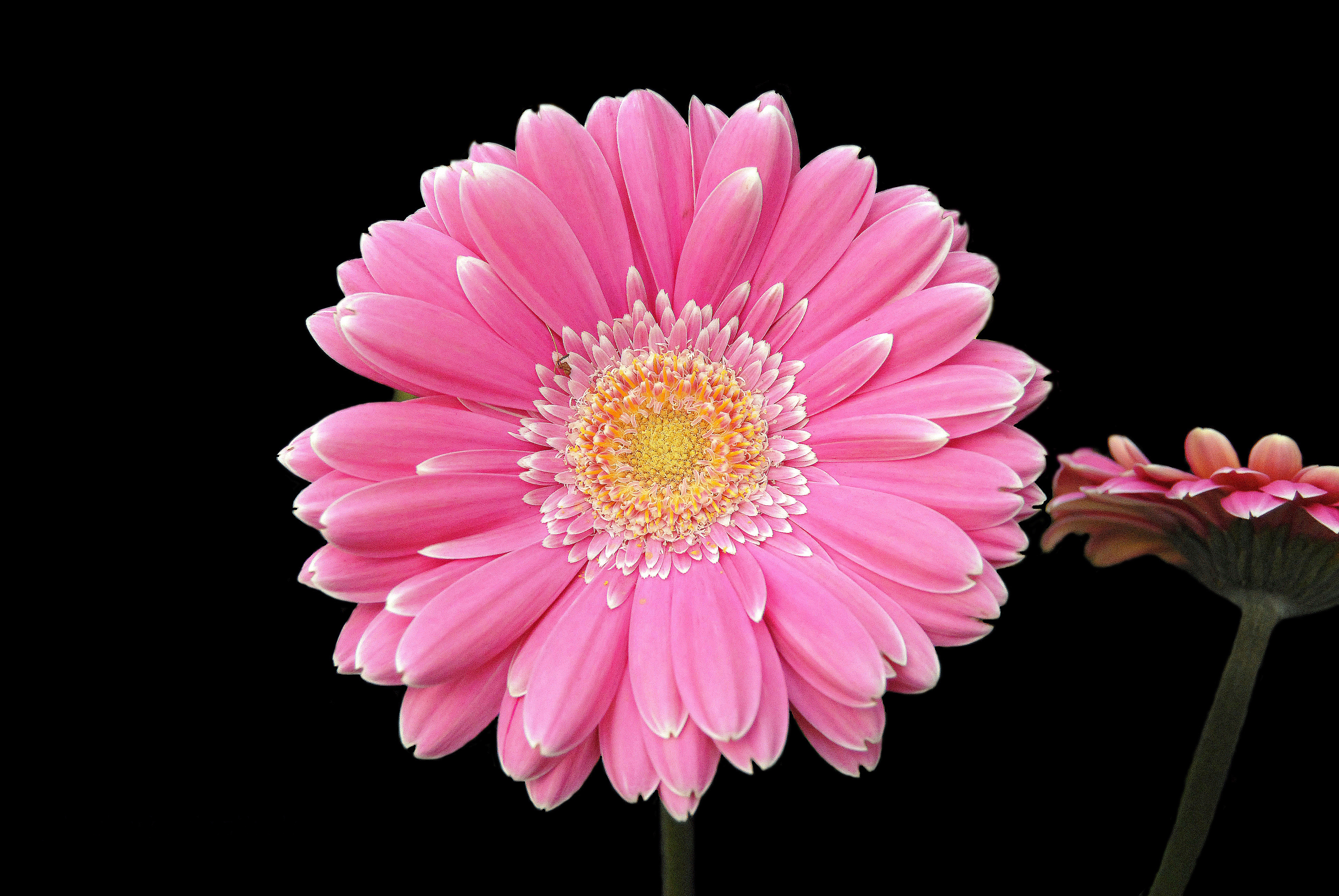 Wallpaper Gerbera flower, Pink, HD, 4K, Flowers, #3894