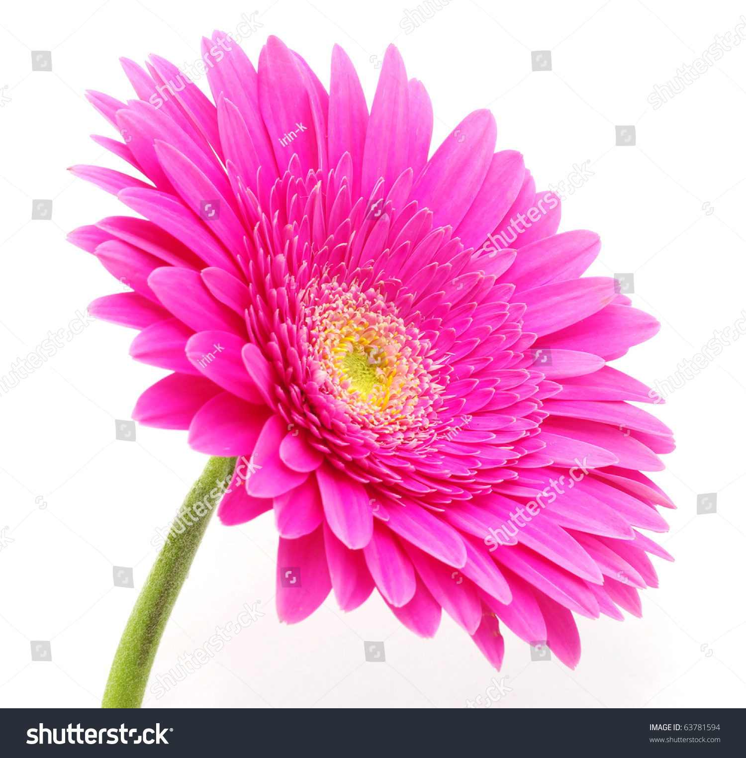 Gerbera Flower Stock Photo 63781594 - Shutterstock