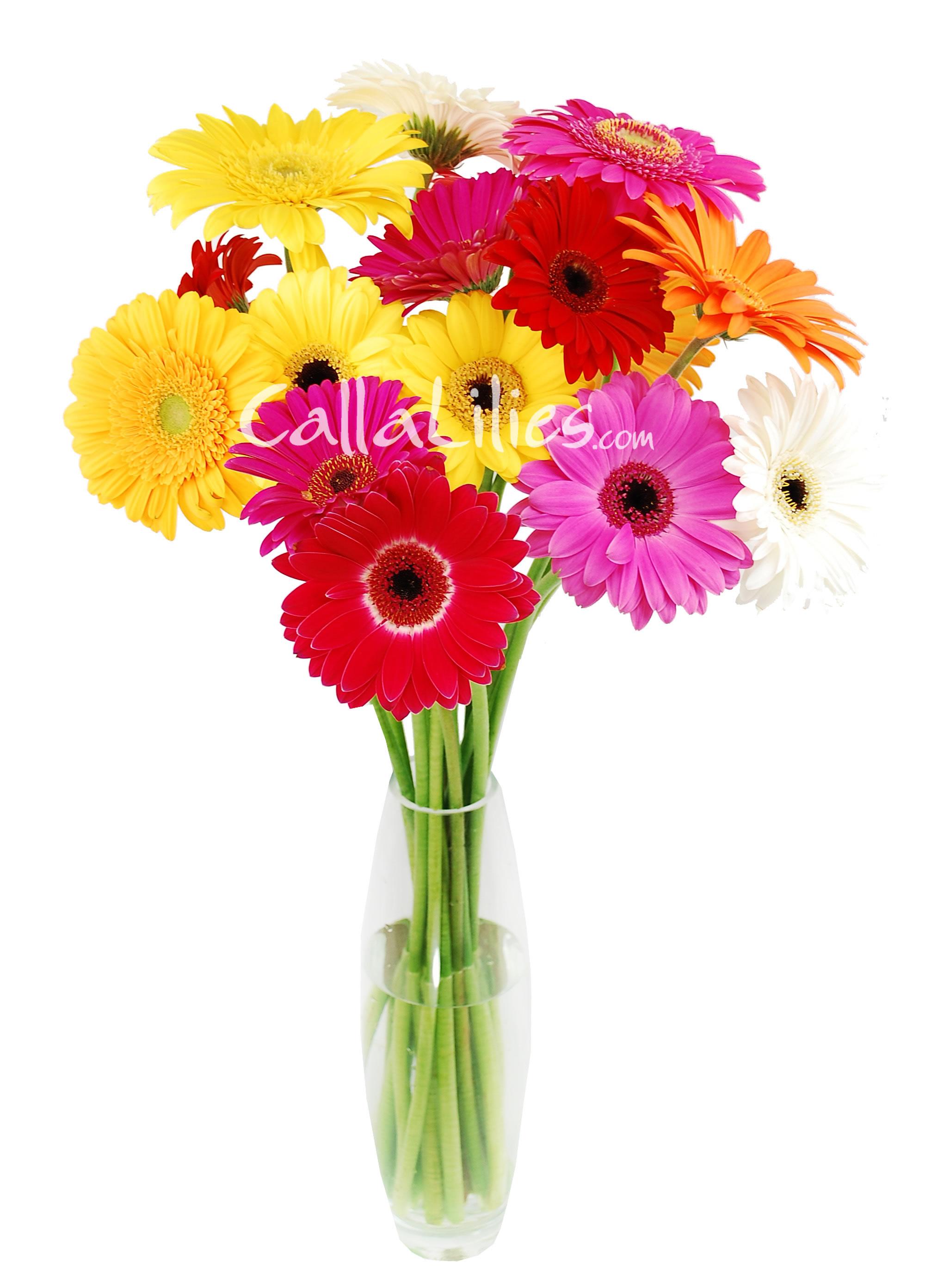 Mixed Colors Gerbera Daisies - Gerbera Daisies - Wedding Flowers