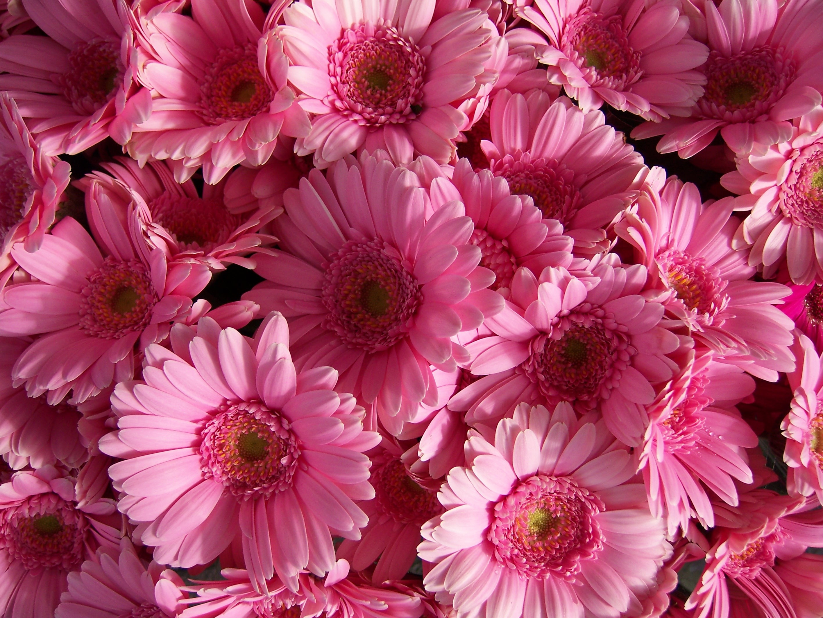 Flower: Flowers Pink Nature Gerbera Flower Hd Download HD 16:9 High ...