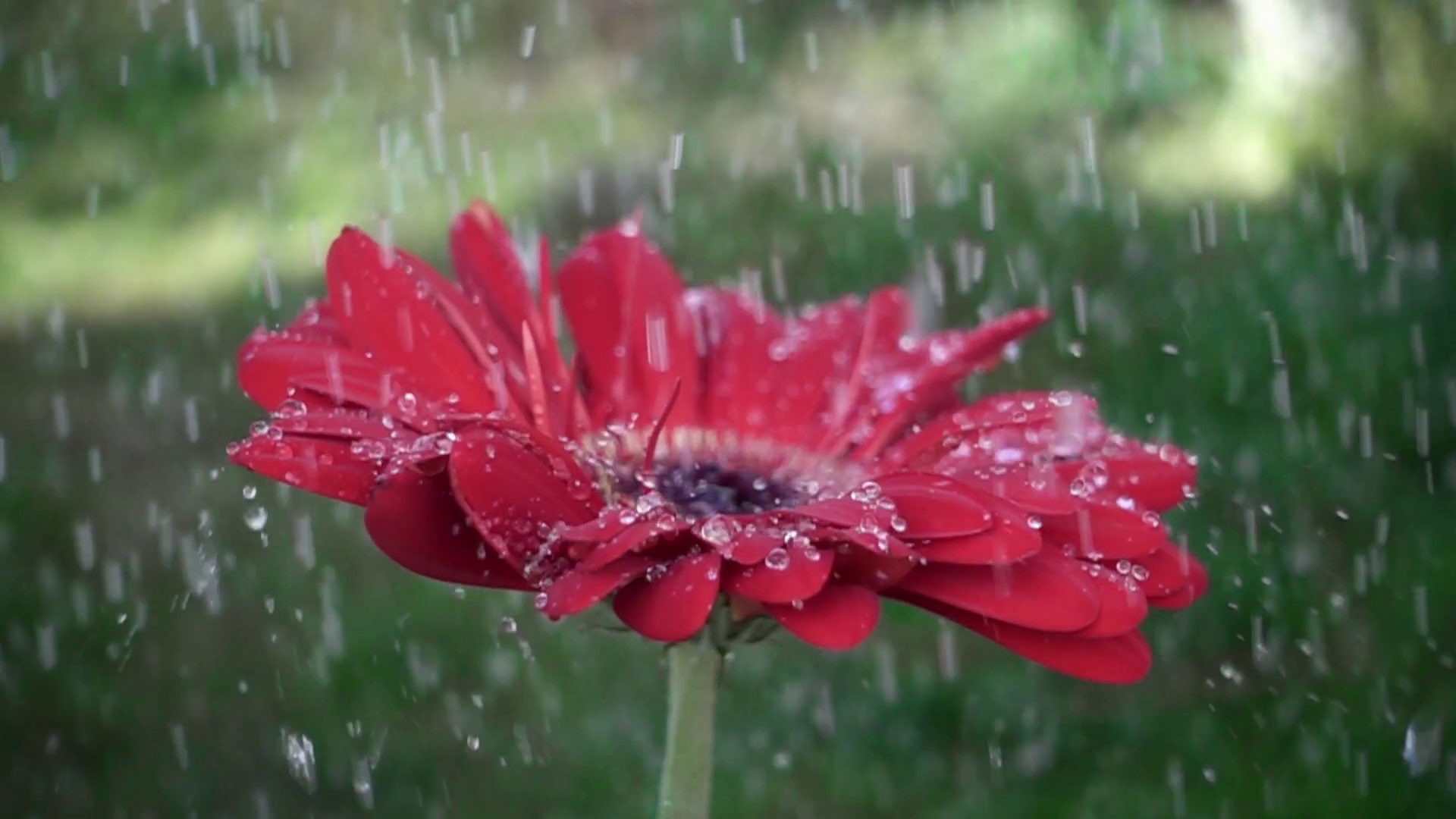 Red daisy gerbera flower with waterdrops in the rain Stock Video ...