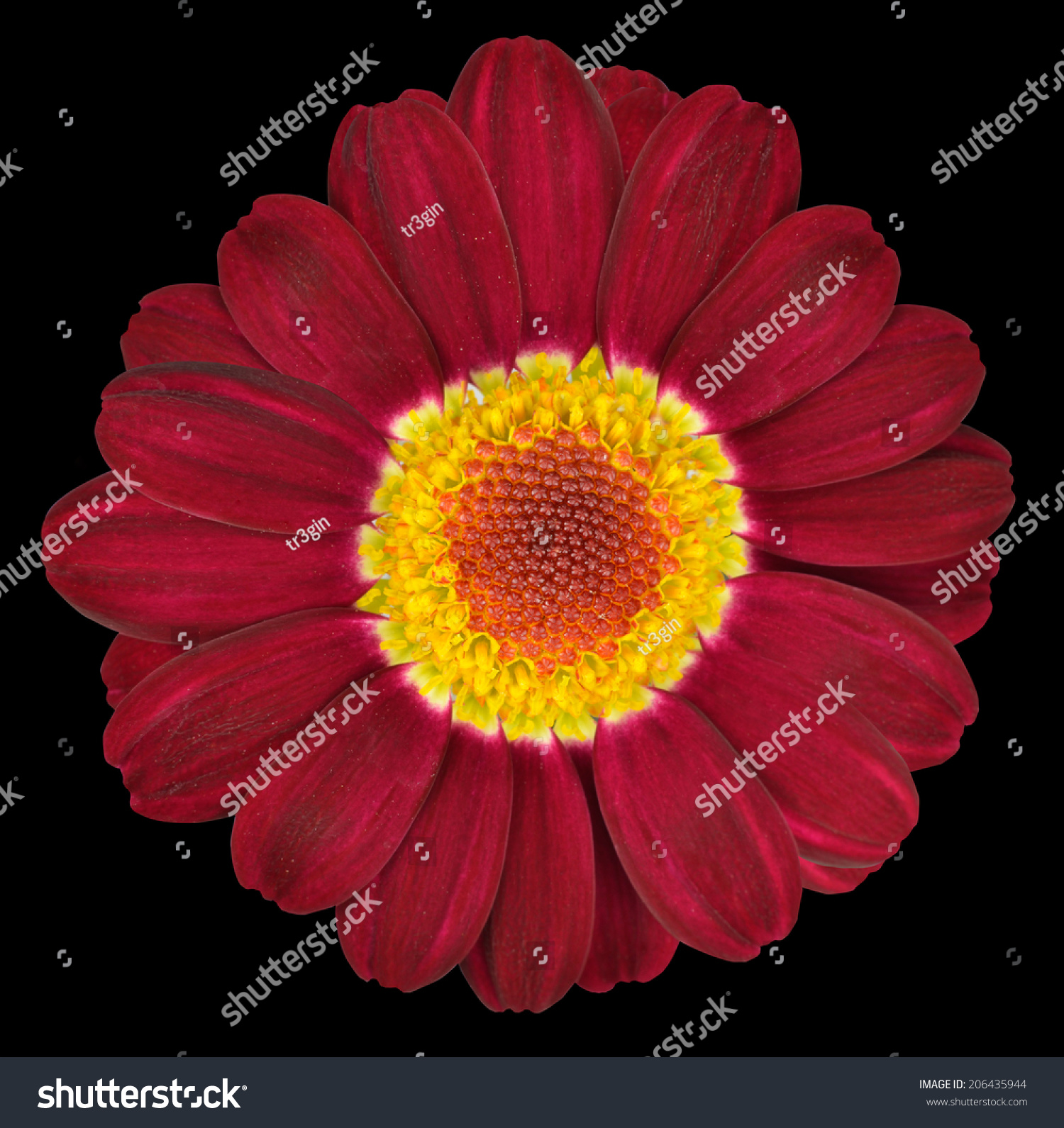 Dark Red Gerbera Flower Closeup Isolated Stock Photo (Royalty Free ...