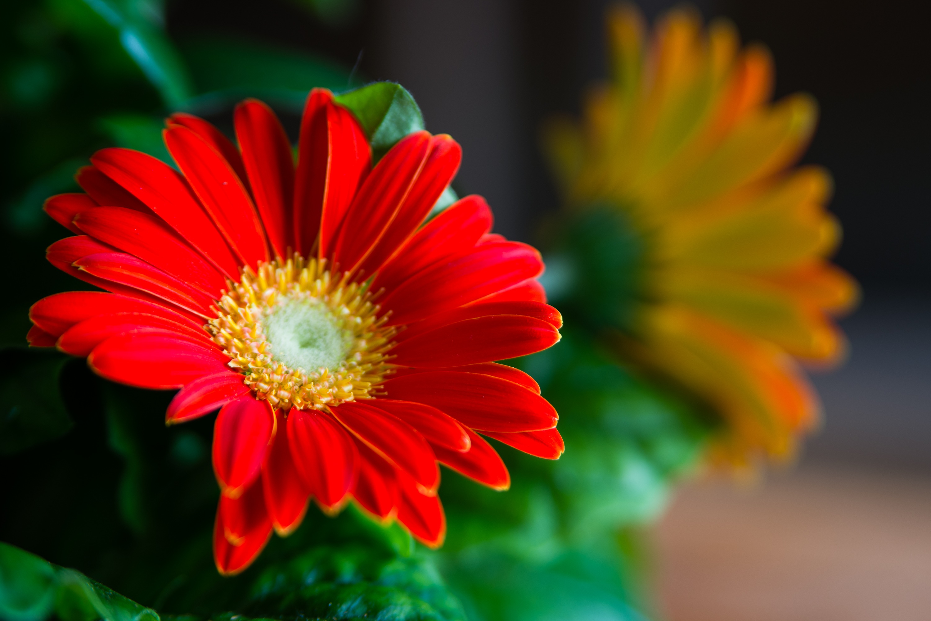 How to Care for Gerbera Daisies Inside | Home Guides | SF Gate