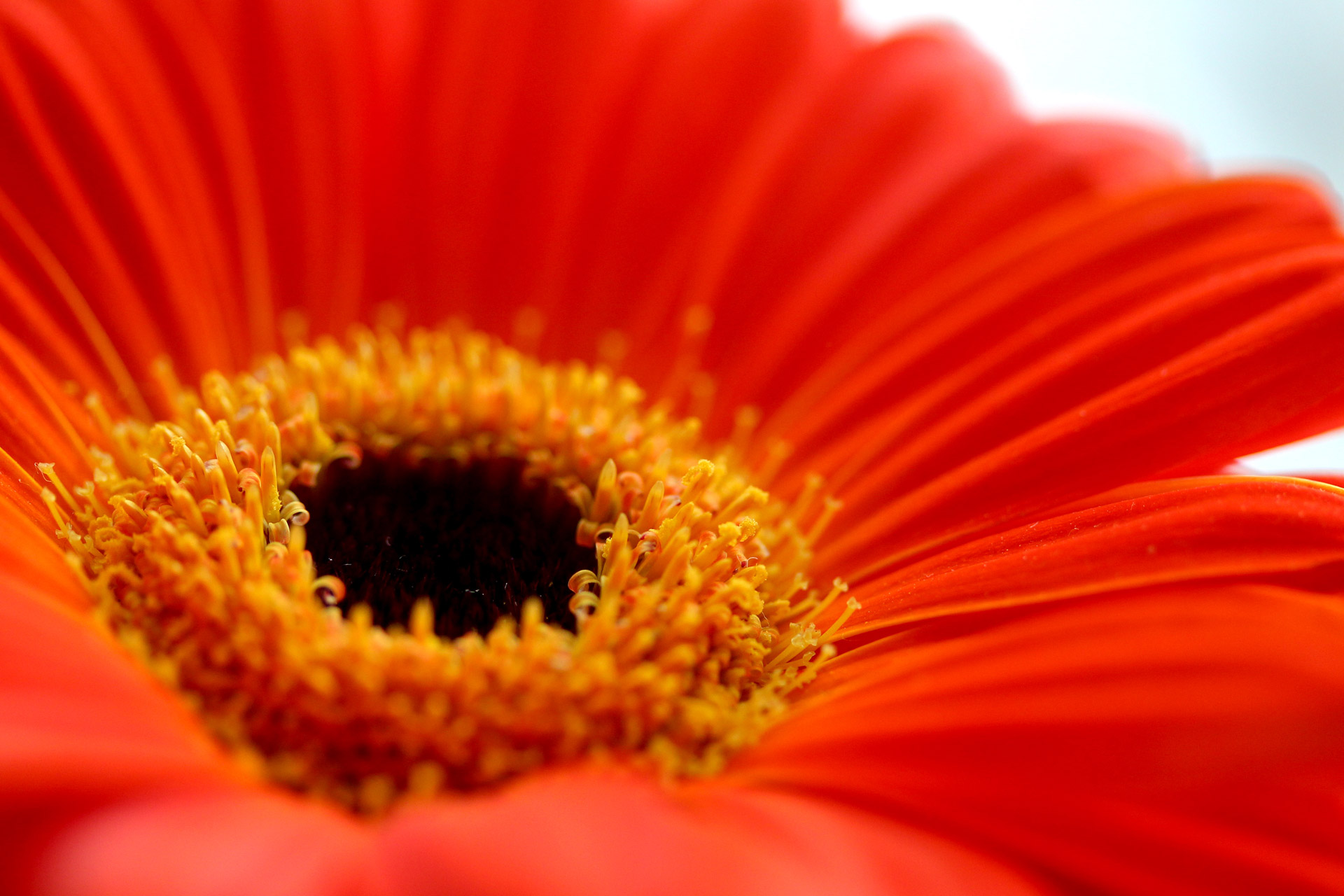 Red Gerbera Daisy Free Stock Photo - Public Domain Pictures