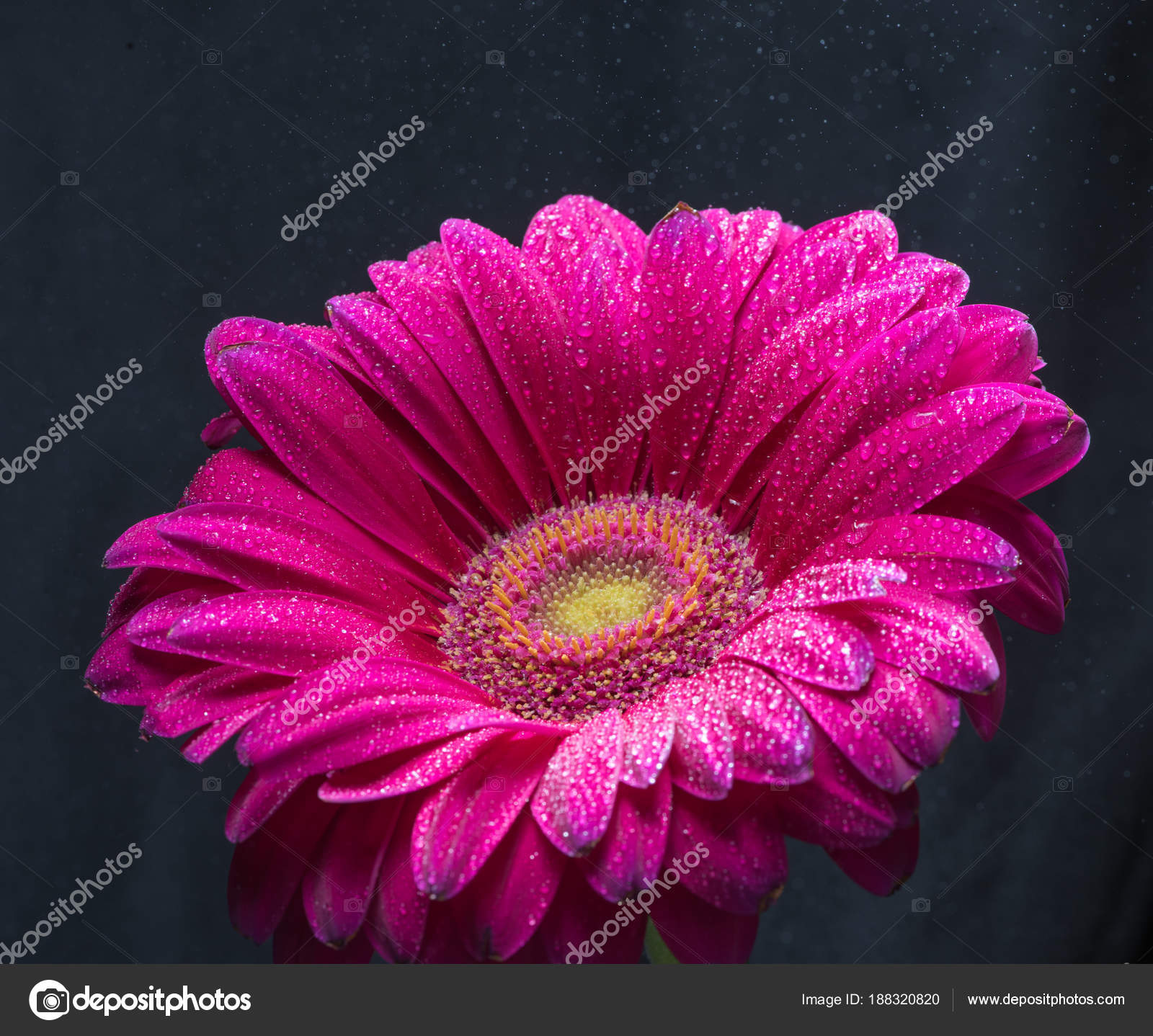 Red gerbera flower with water drops close up on black background ...