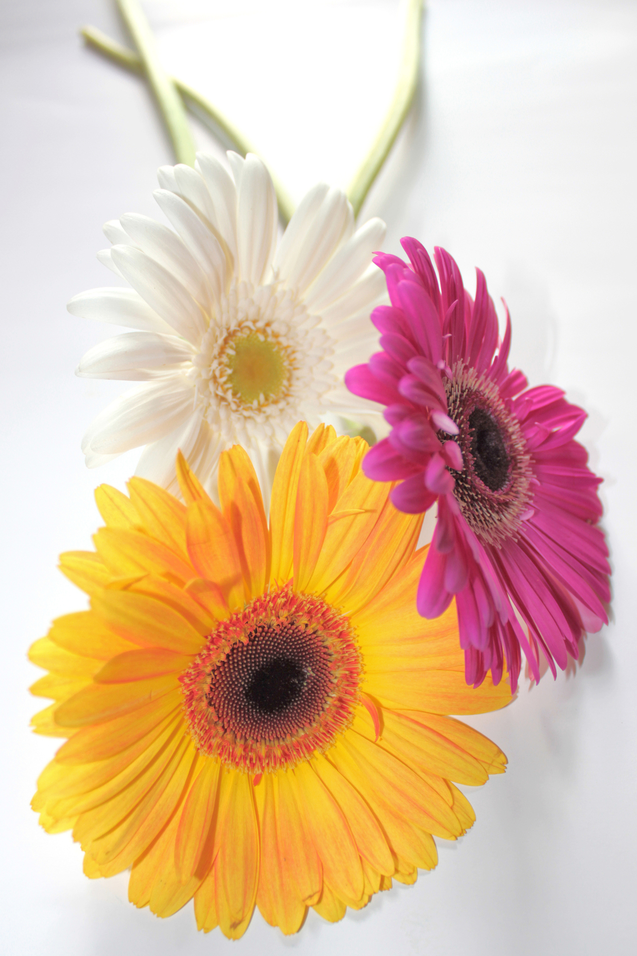 Interesting facts about Gerbera Daisies - Flower PressFlower Press