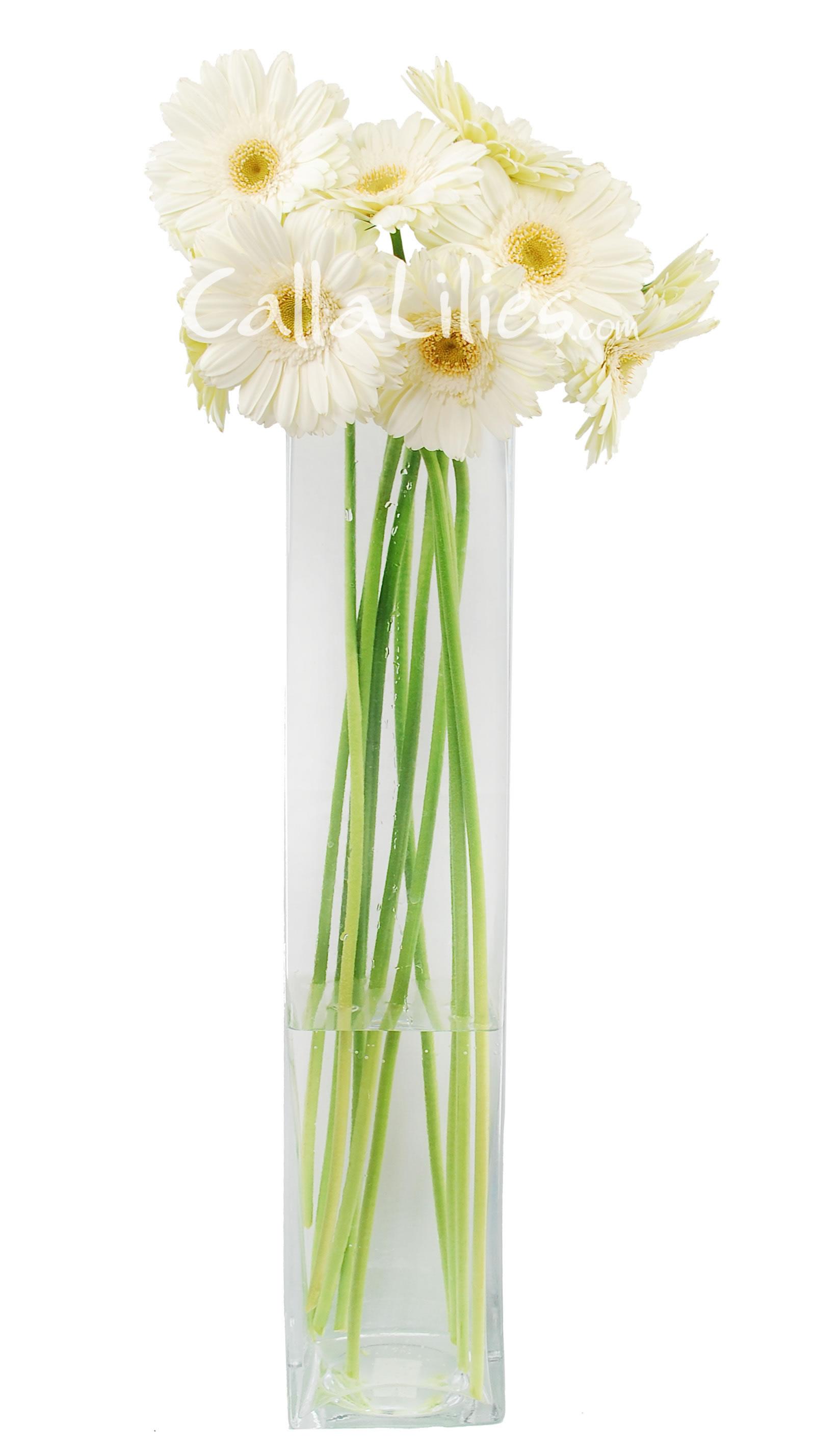 White Gerbera Daisies - Gerbera Daisies - Wedding Flowers