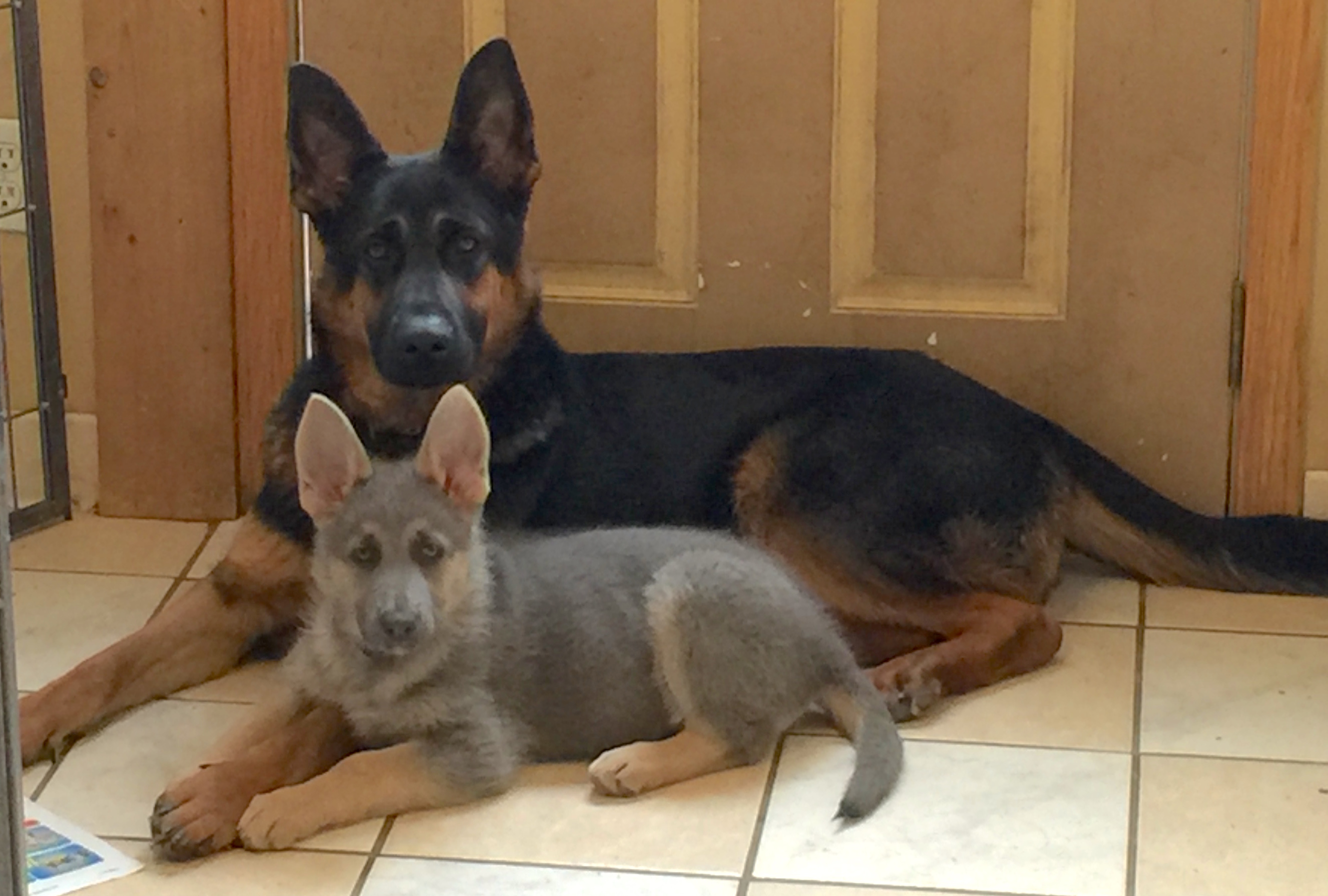 Blue powder German shepherds for sale