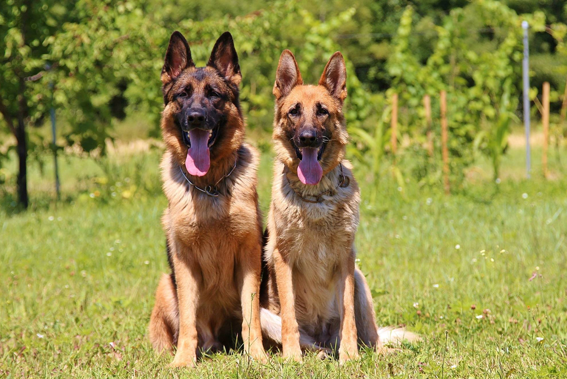 8 Reasons Why German Shepherds are the Best Dogs Ever - My Dog's Name