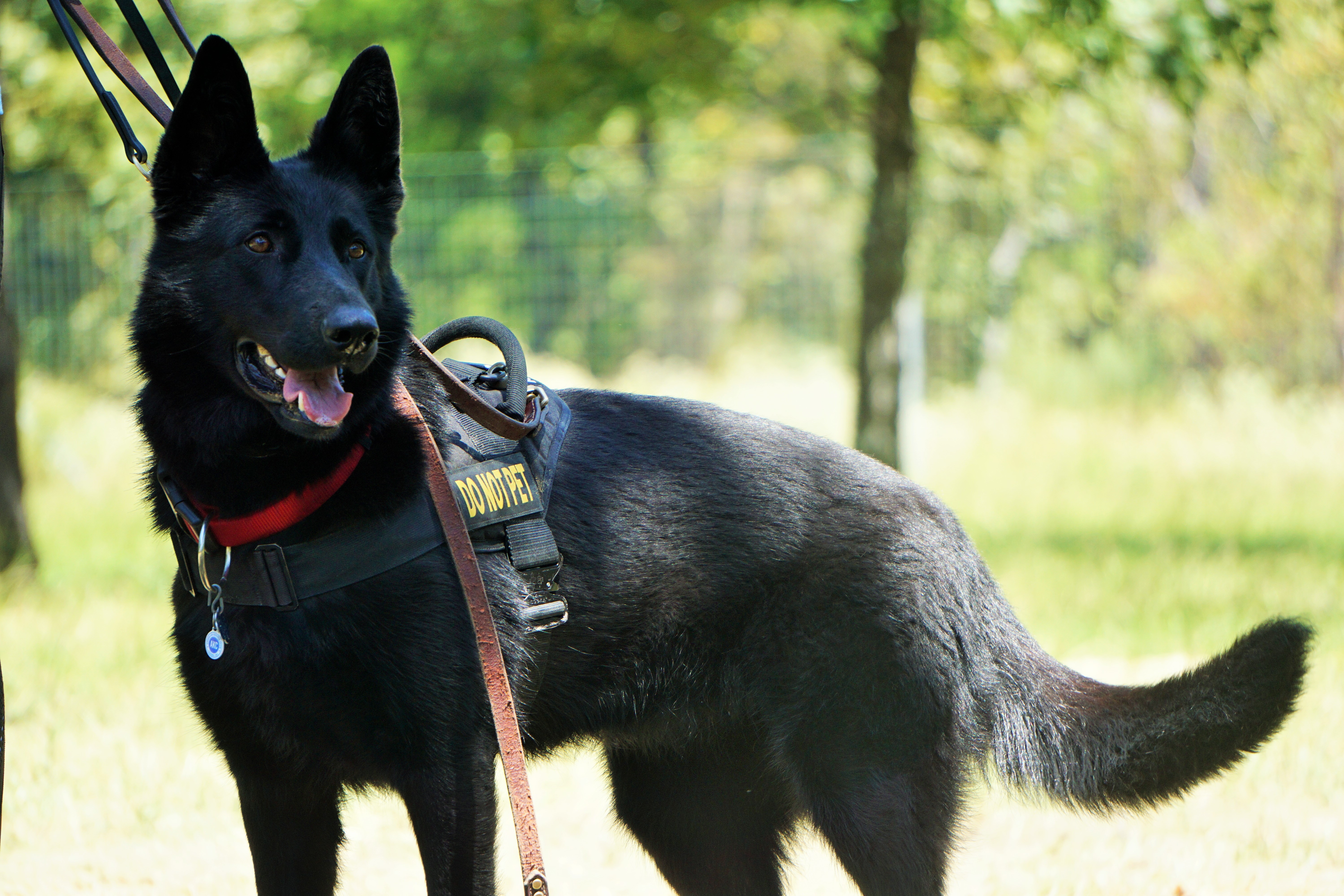Schutzhund Trained Personal Protection Dogs | RISING S K9s