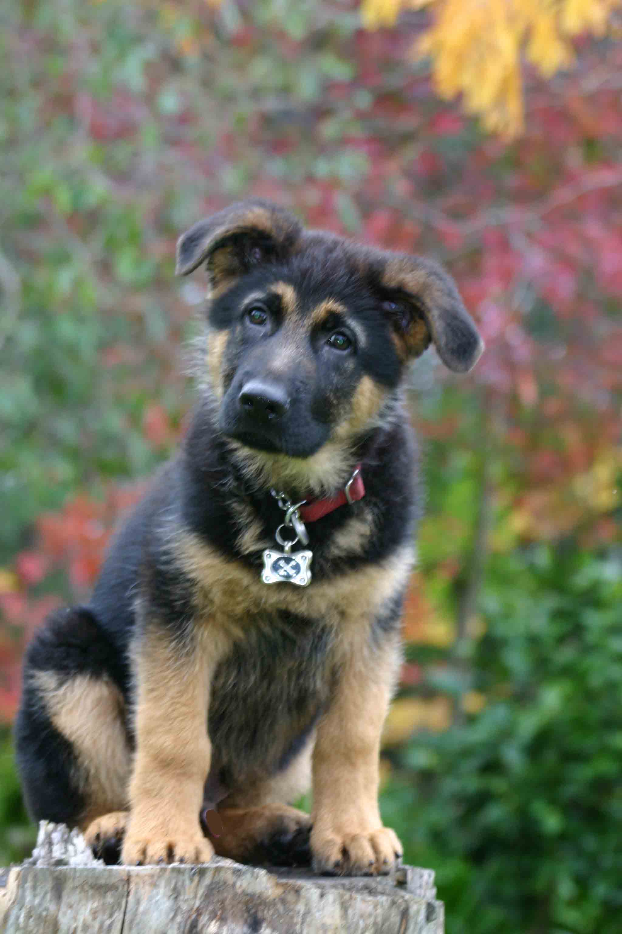 Breed Of The Month - The German Shepherd