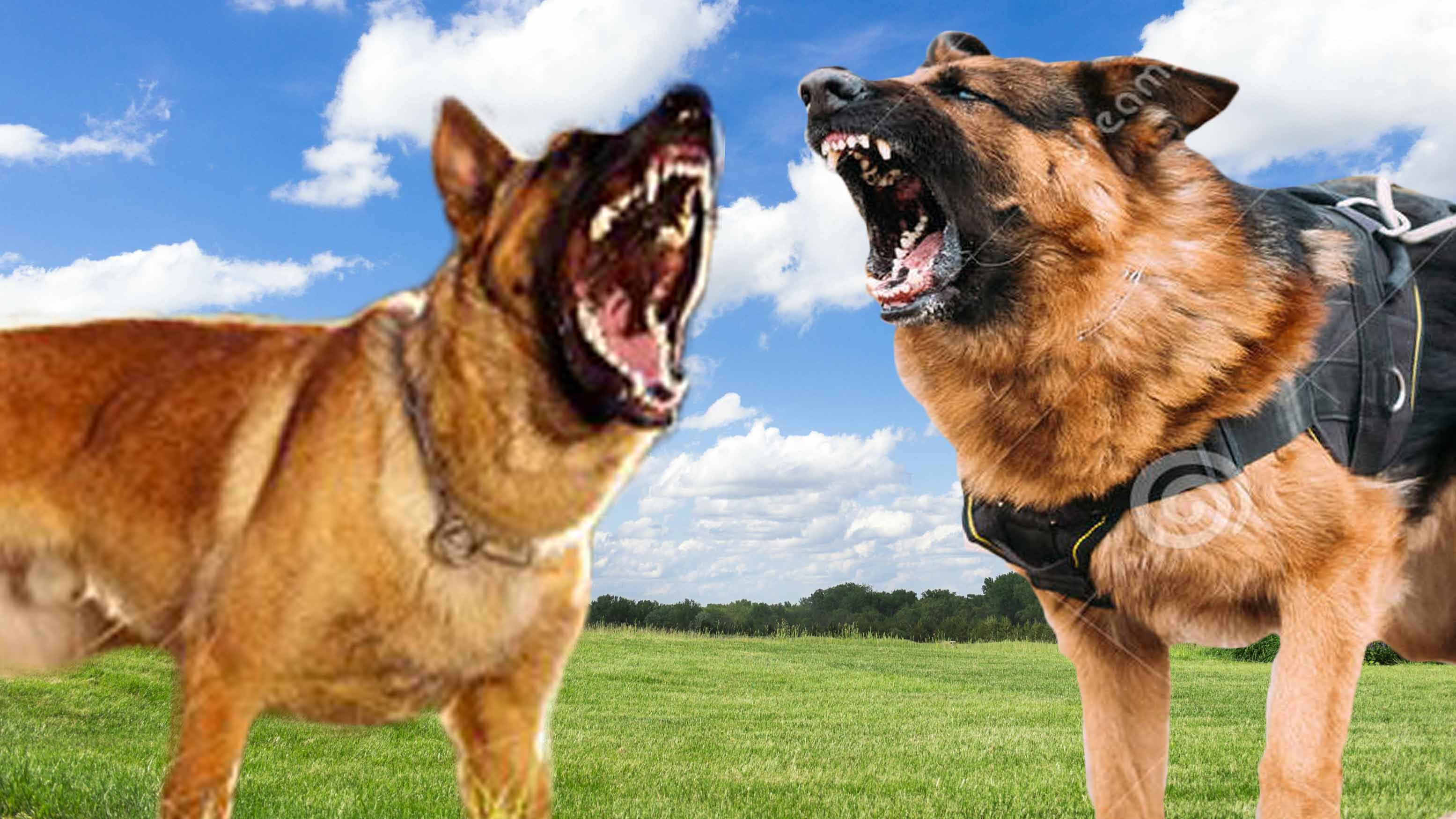 Belgian Malinois vs German Shepherd - Dog Comparison K9 - YouTube