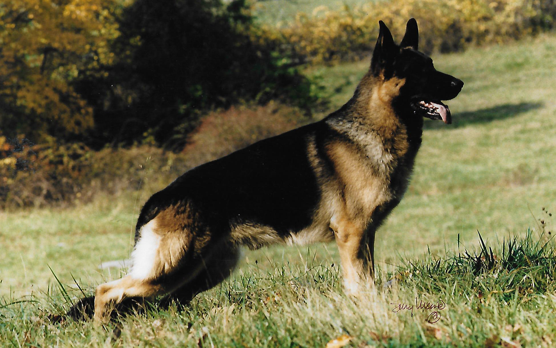 German shepherd photo