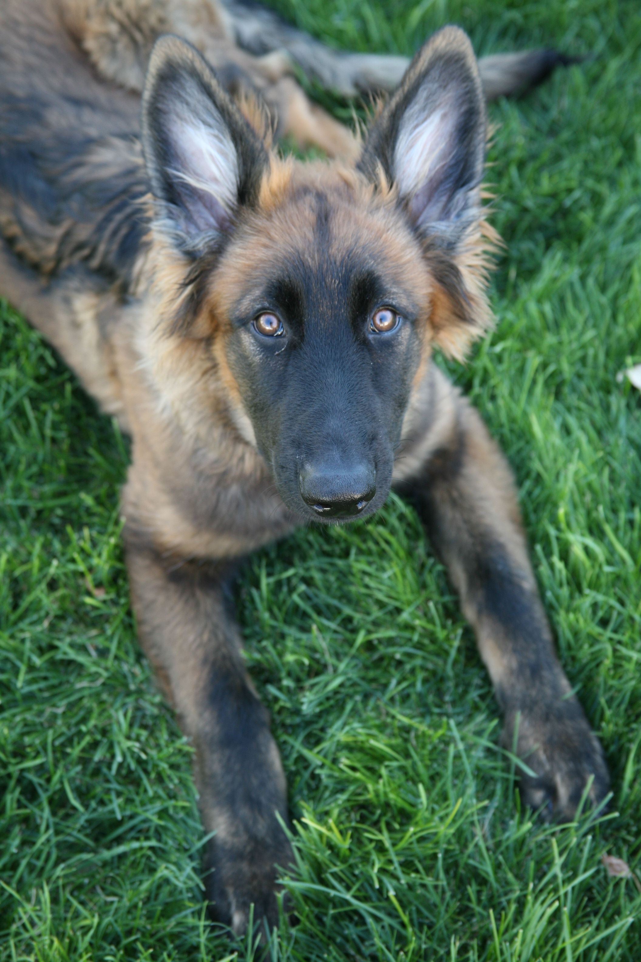 German Shepherd Dog Dog Breed Information | German shepherds, German ...