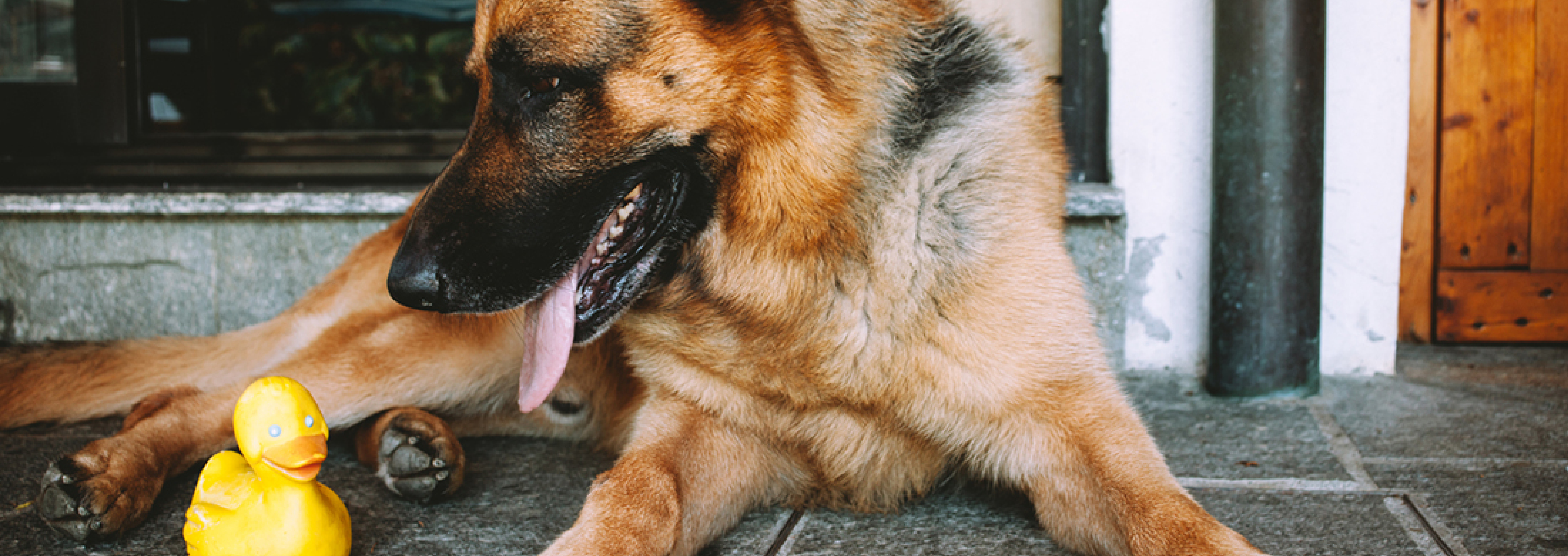 Home Alone! Keeping Your German Shepherd Entertained | PEDIGREE®