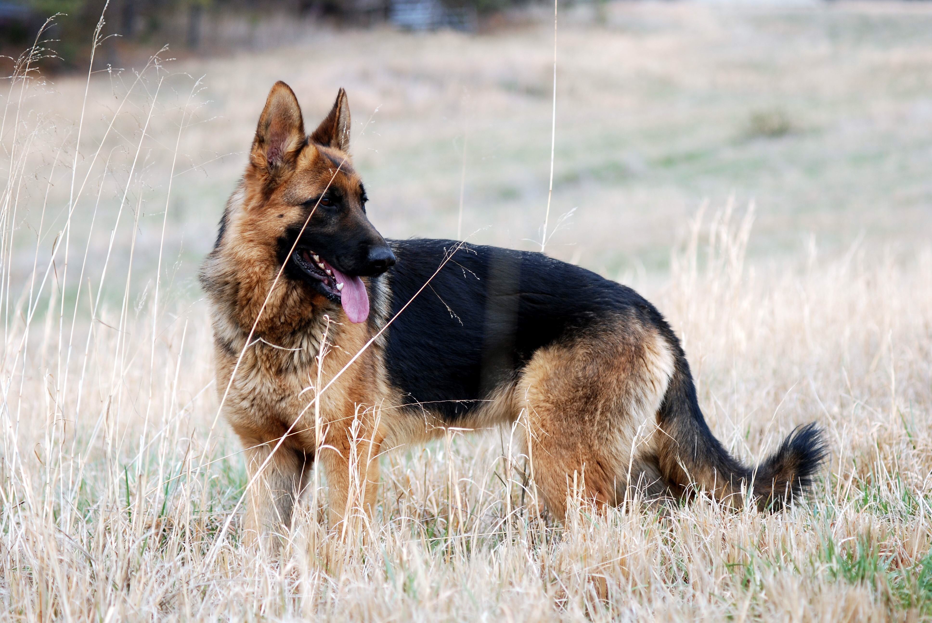 German Shepherd. | Help Change The World. The Future Of The County ...