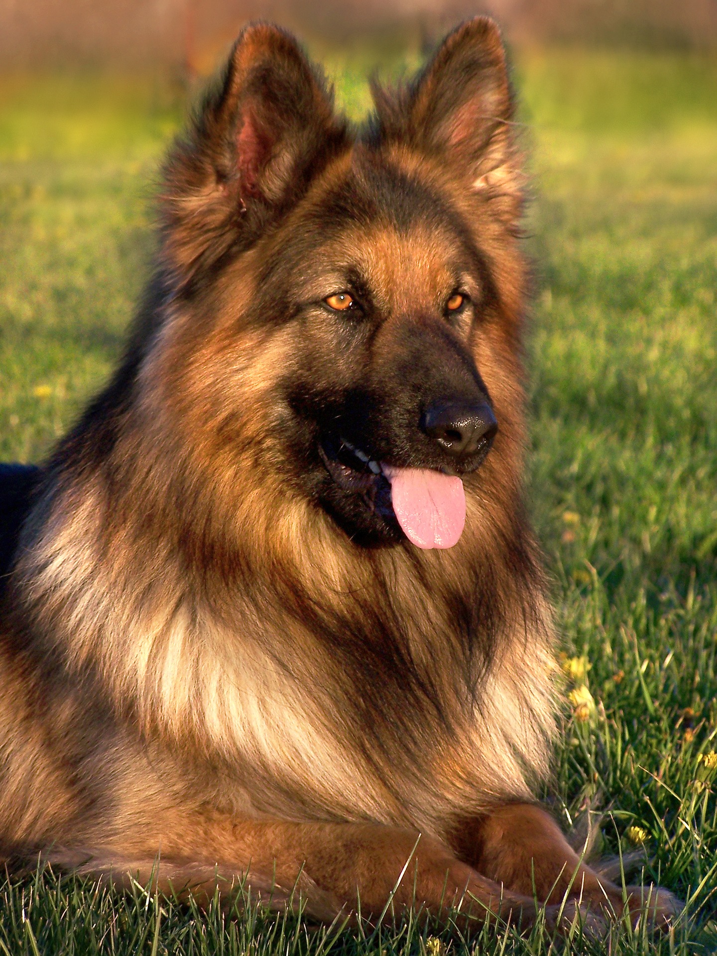 German Shepherd Dog Behaviors And Personality Traits – Dog Behaviors