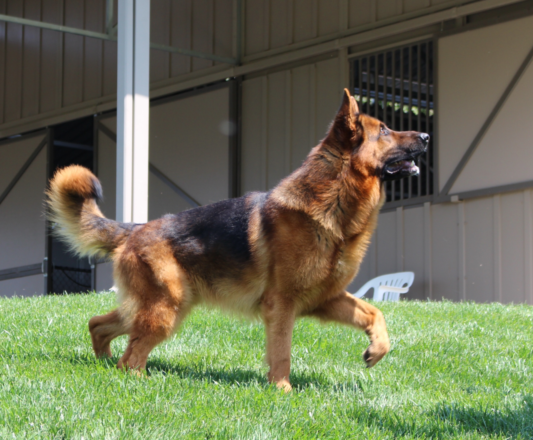 German Shepherd Watch Dogs Spinal Issues Affecting the German ...