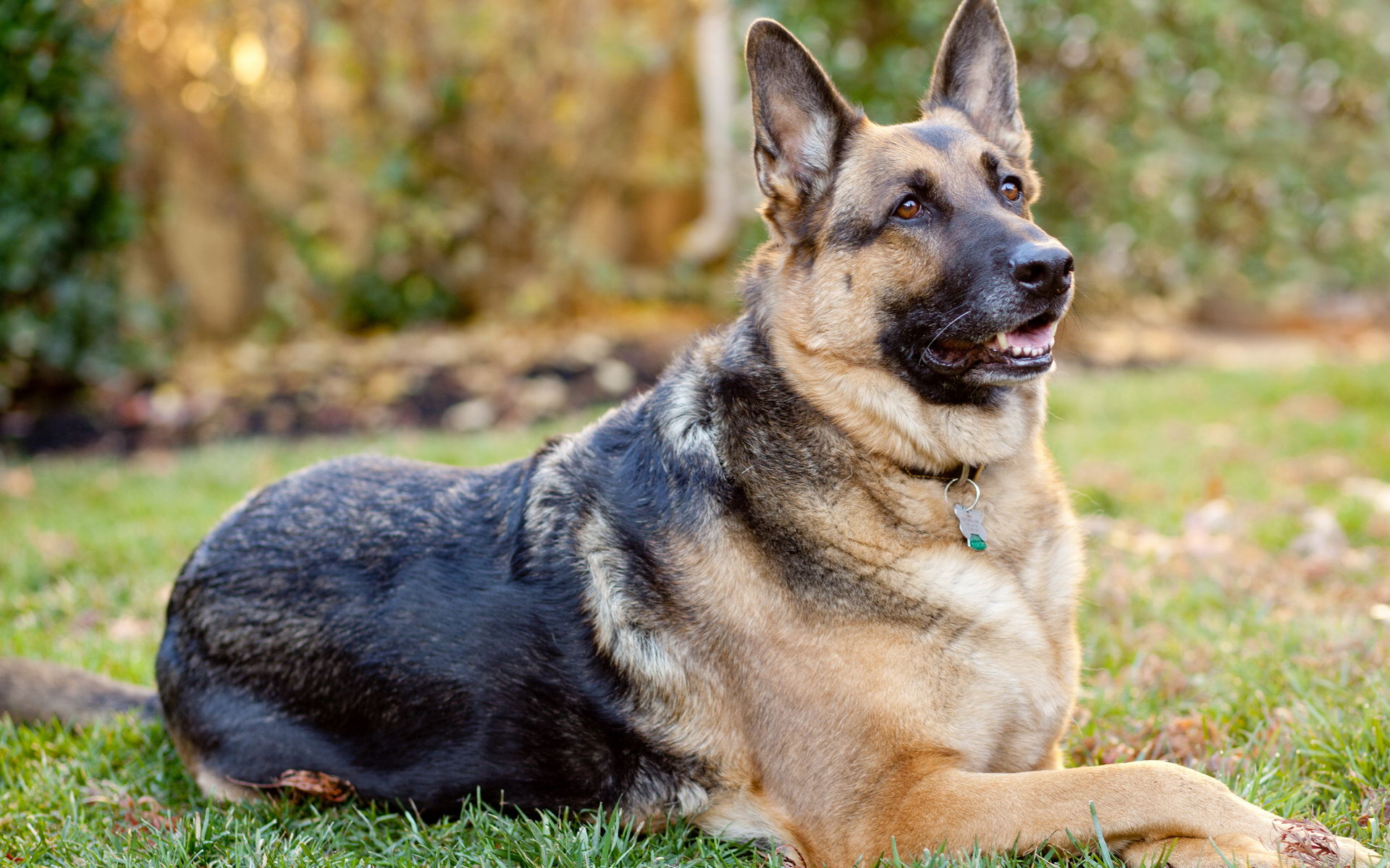 Alsatian VS German Shepherd Dogs - Differences and Feature ...