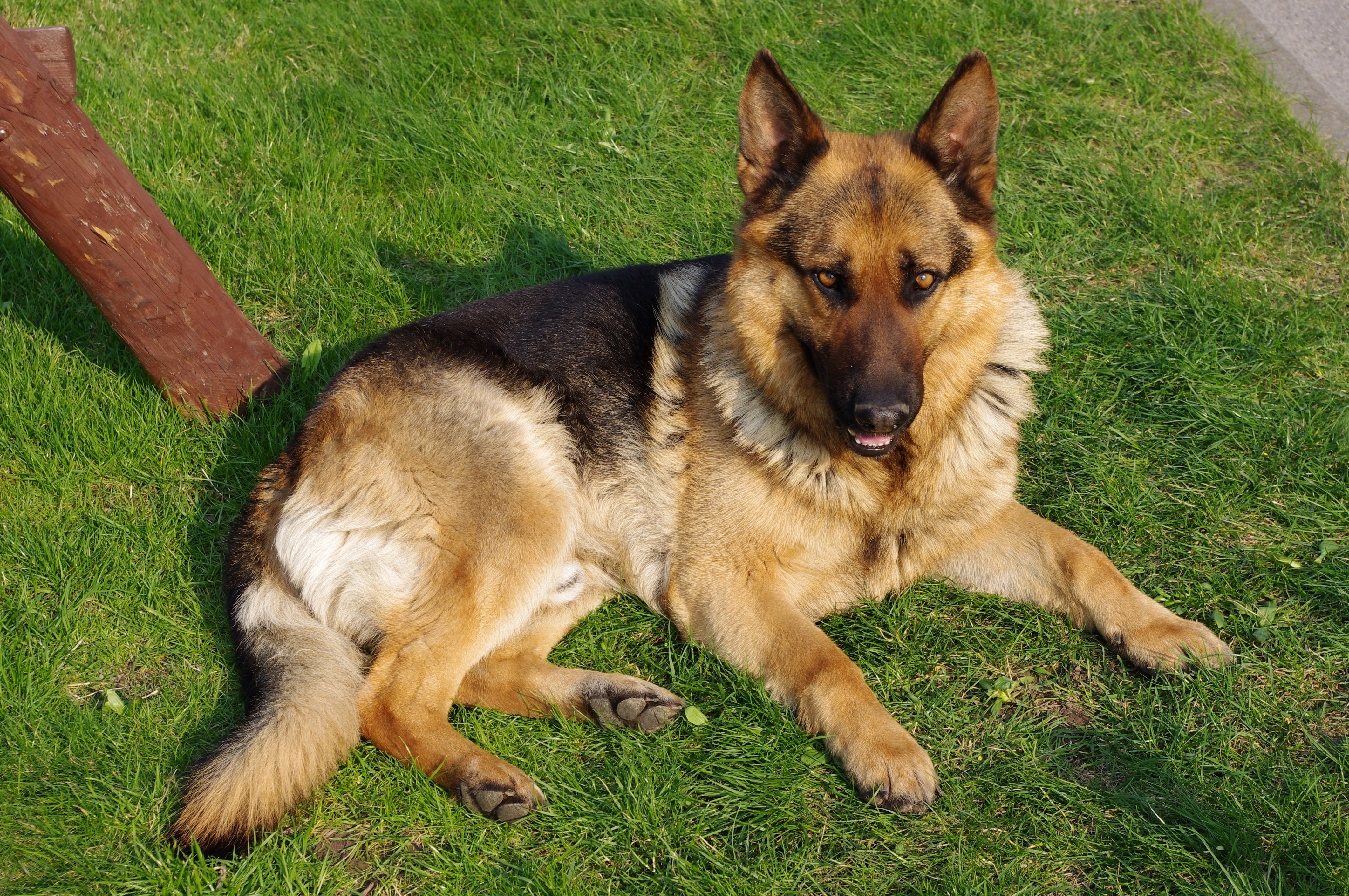 File:20110425 German Shepherd Dog 8505.jpg - Wikimedia Commons