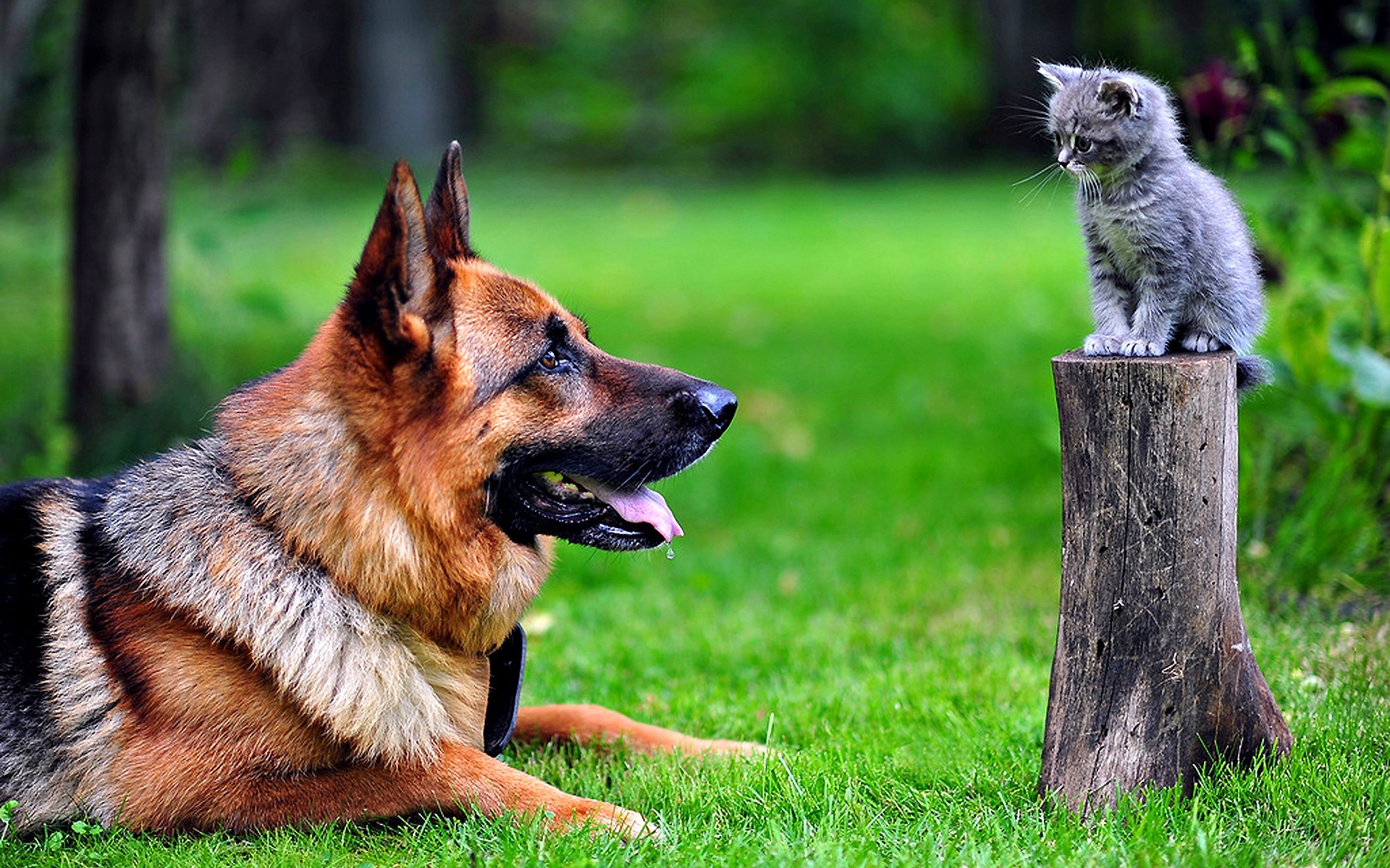 12 Reasons German Shepherds Are The Best-Looking Dogs In The World
