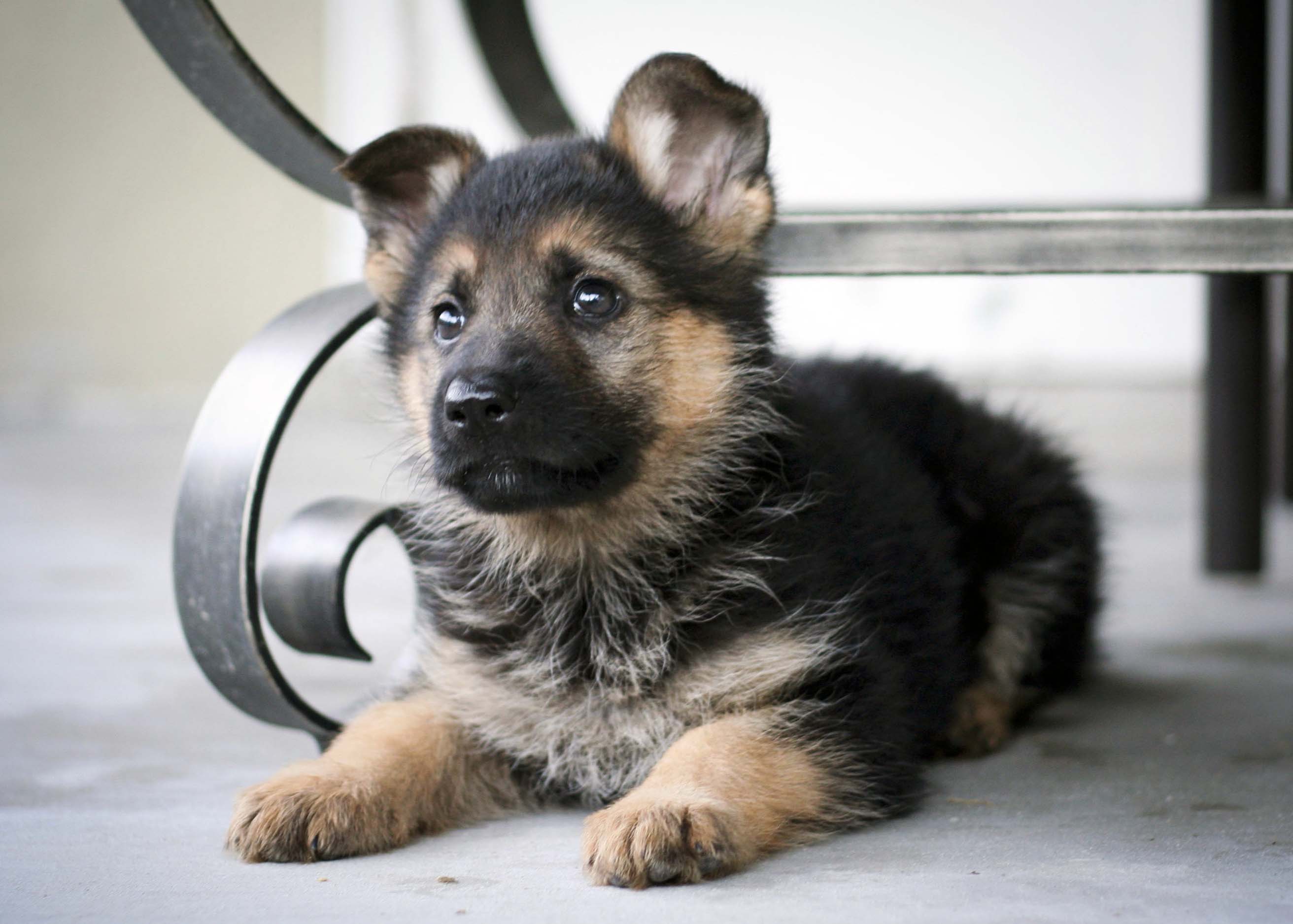 7 Facts About The German Shepherd - Animalso