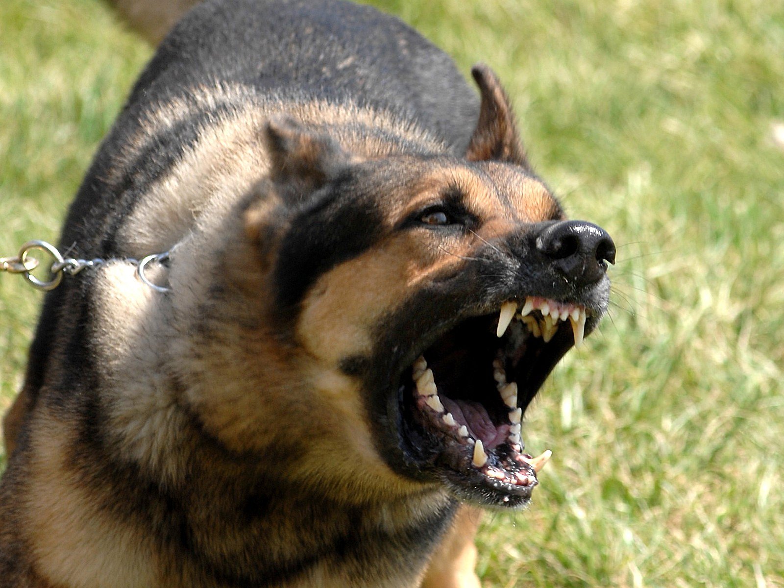The Pros and Cons of German Shepherd Dog Ownership | PetSync