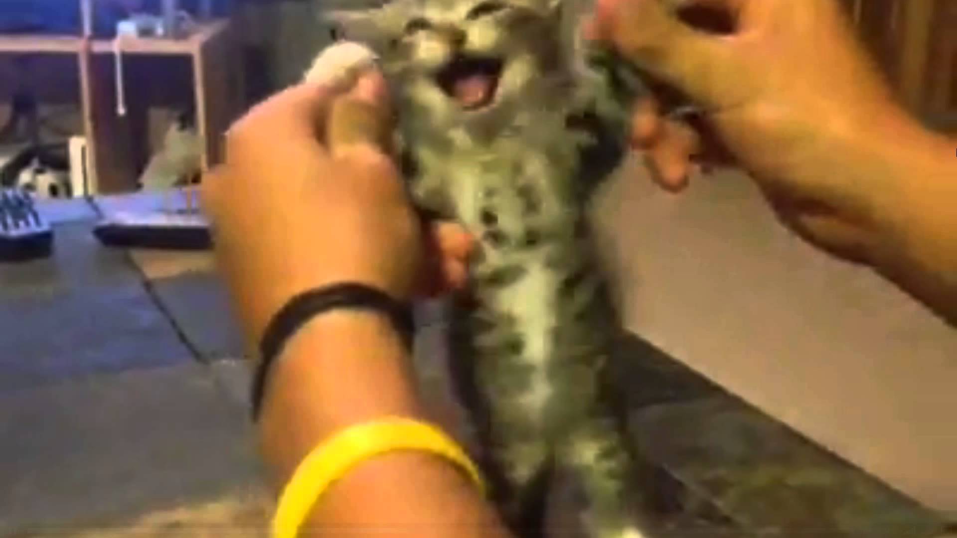 Kitten Dancing to Get Silly - YouTube