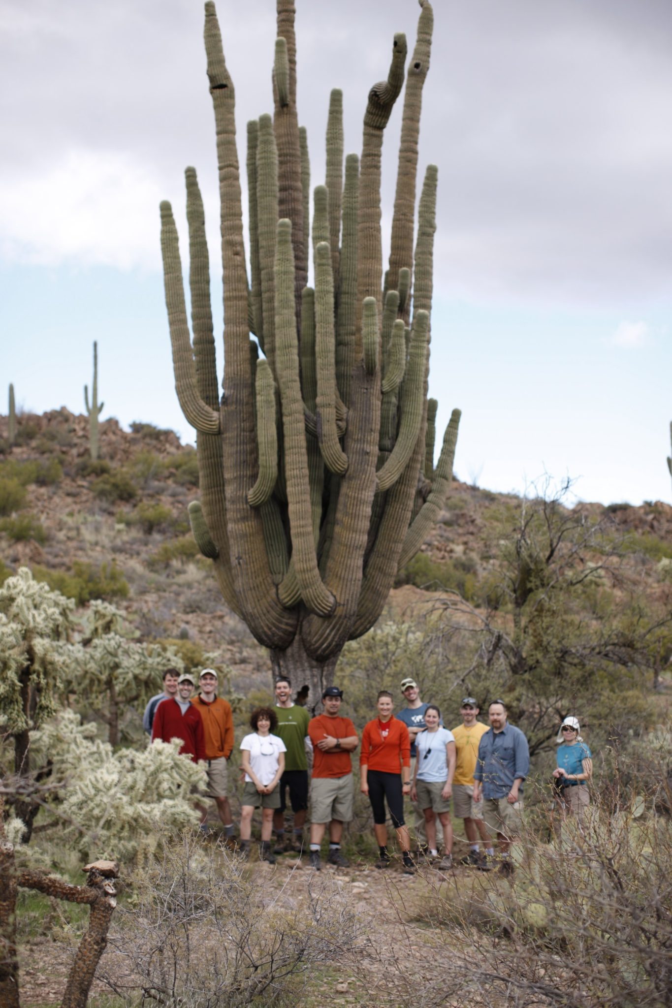 Giant Saguaro Cactus | AOA Blog | Phoenix hiking tours, guided ...