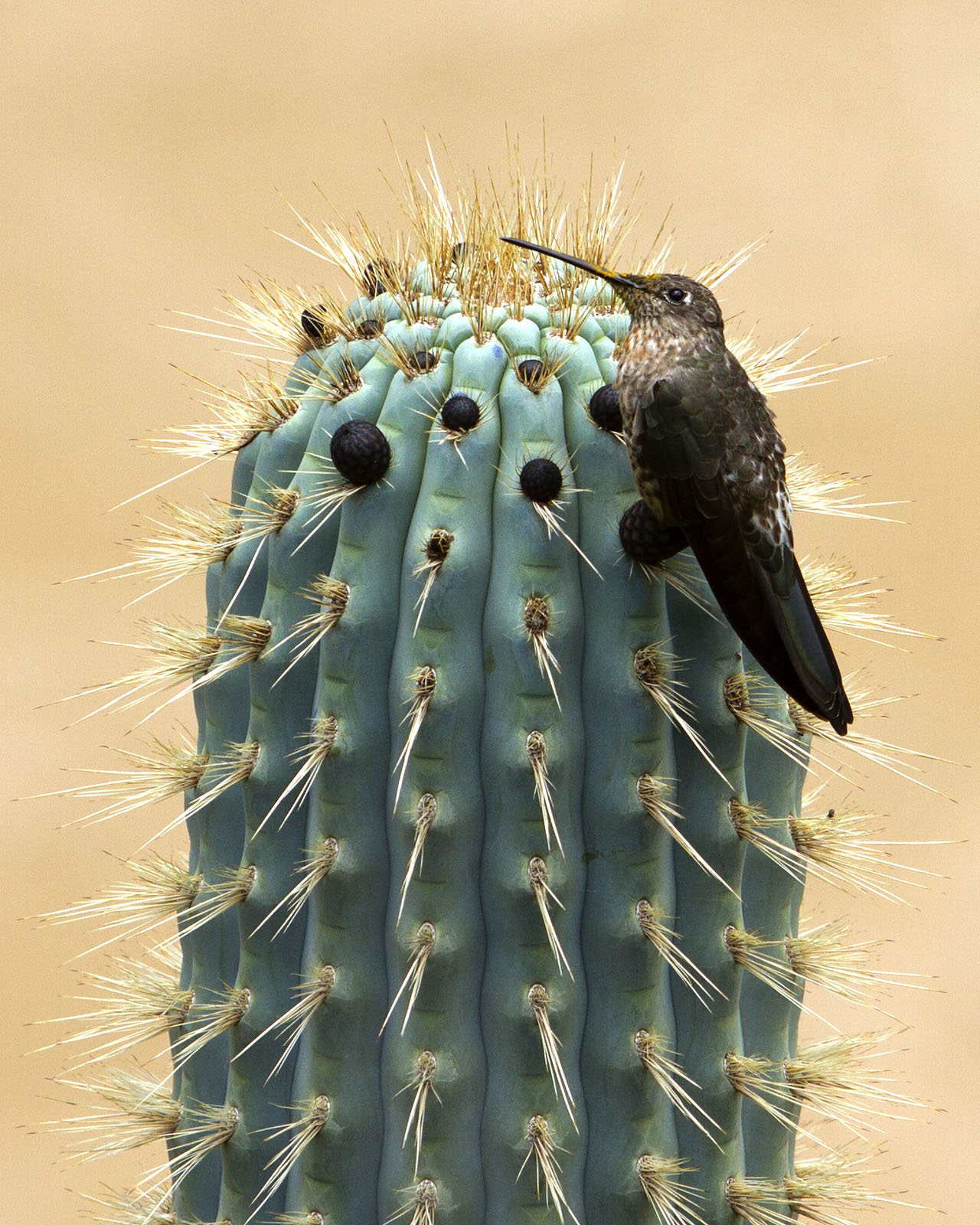 File:Giant hummingbird Patagonia Gigas on cactus in Peru by Devon ...