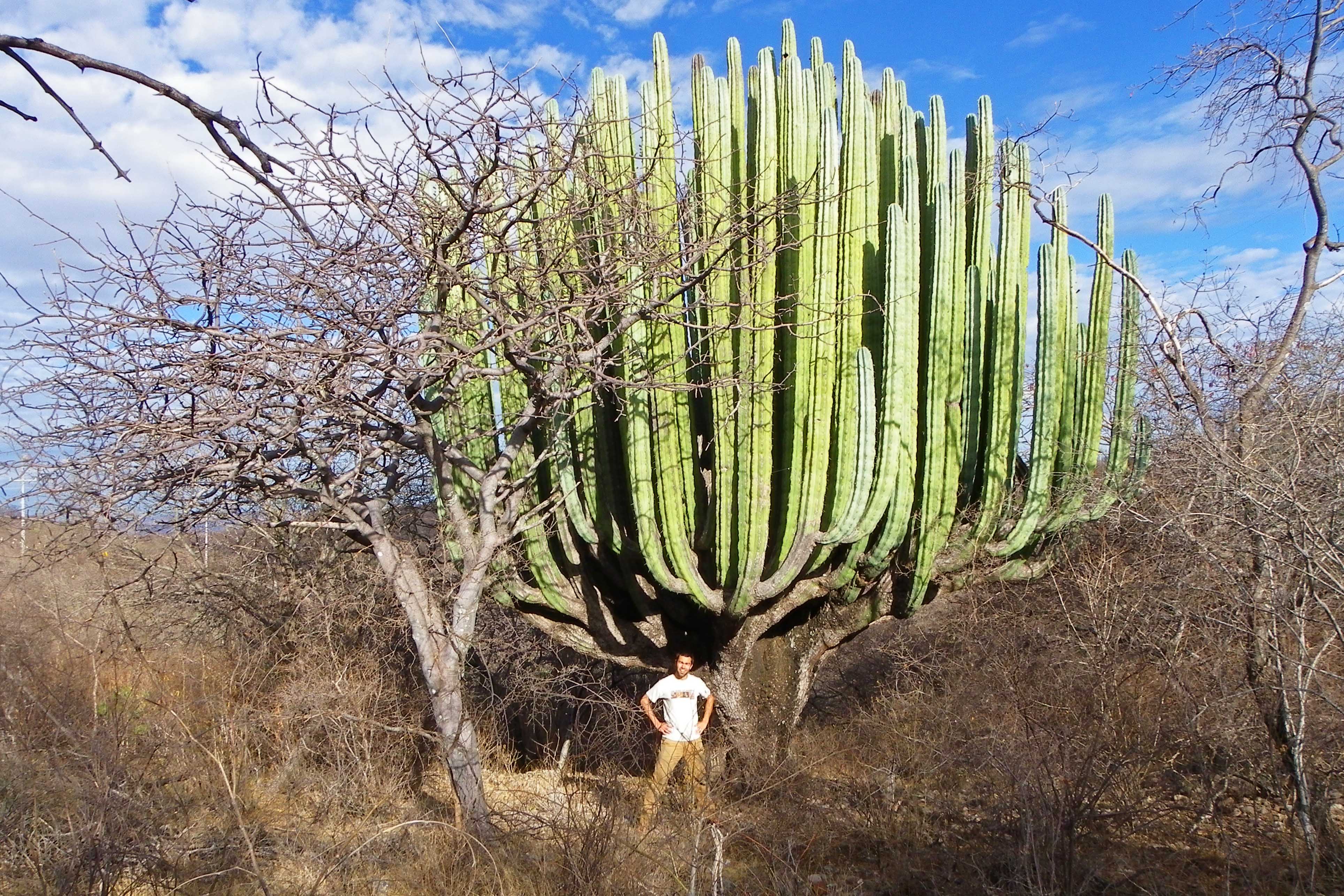 Really big Cactus : pics