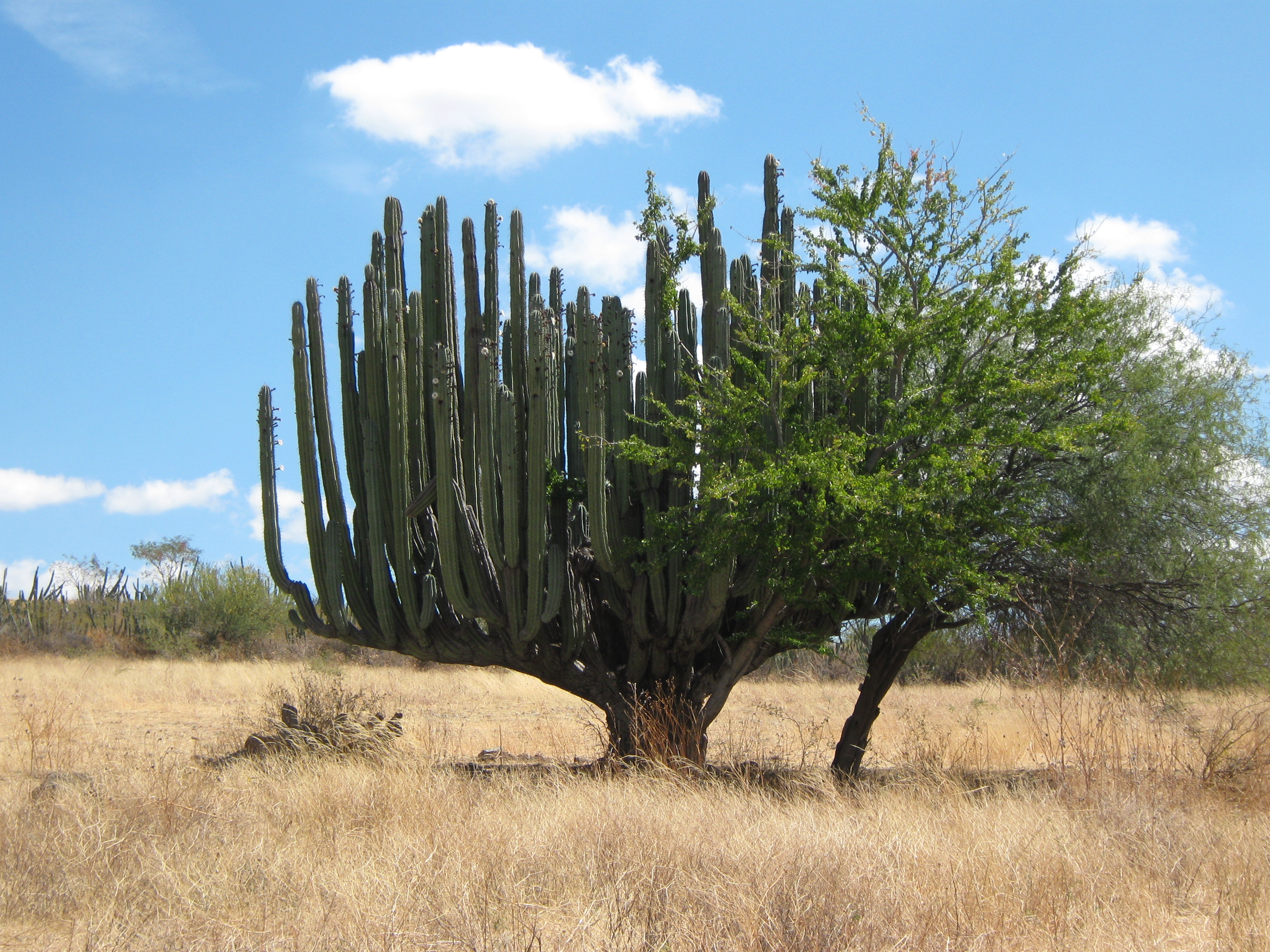 Giant Cactus Tree Reader Photos - Cactus Jungle