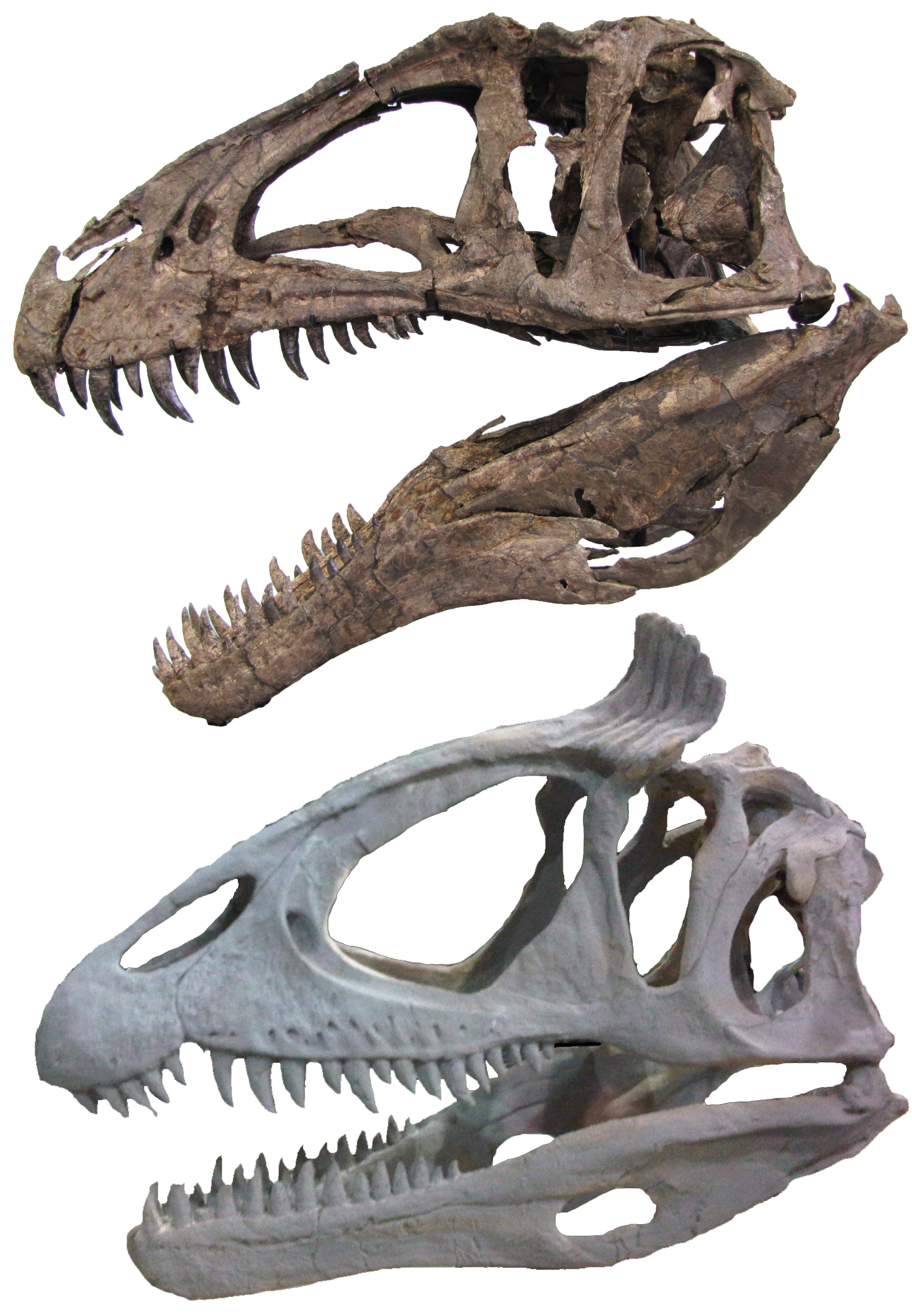 Outrageous heads led to outrageously large dinosaurs