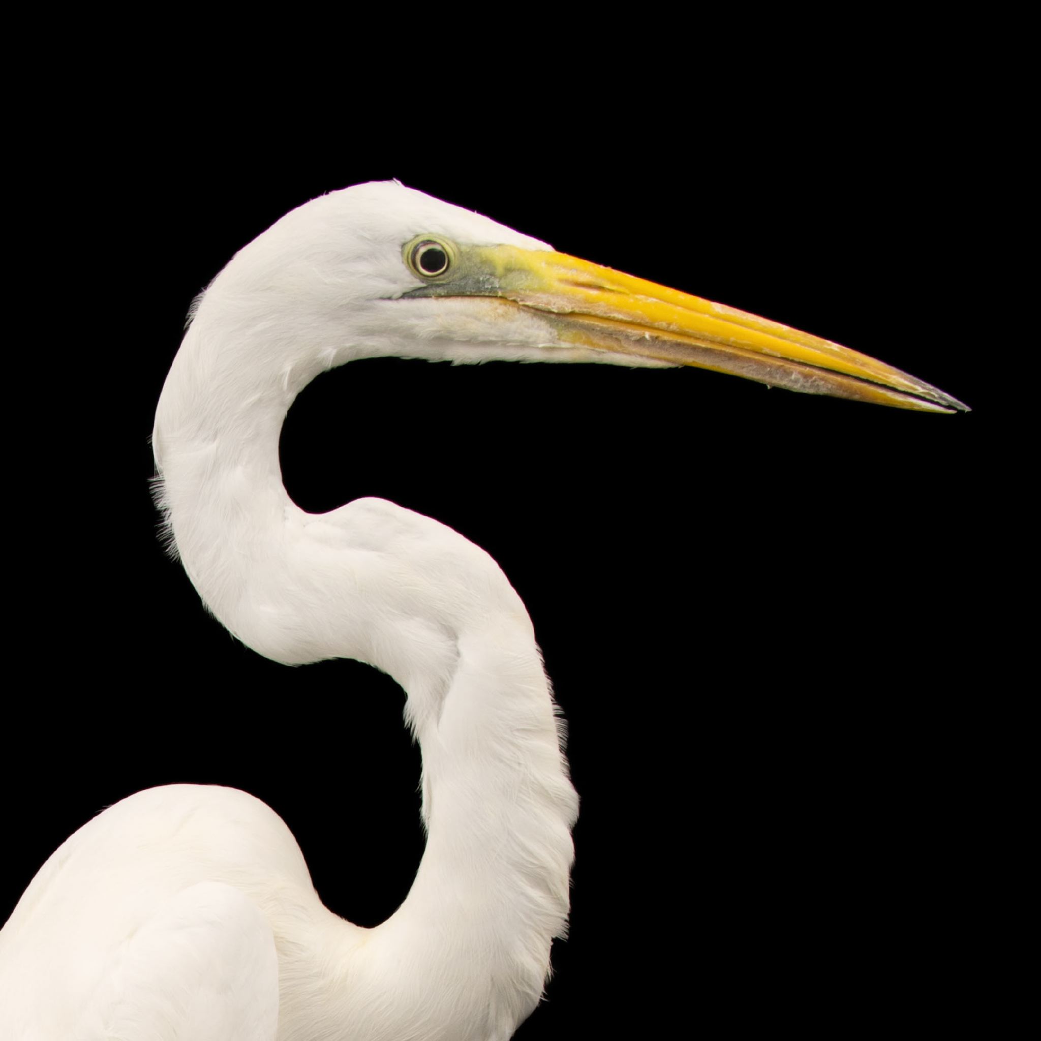 Great Egret | National Geographic