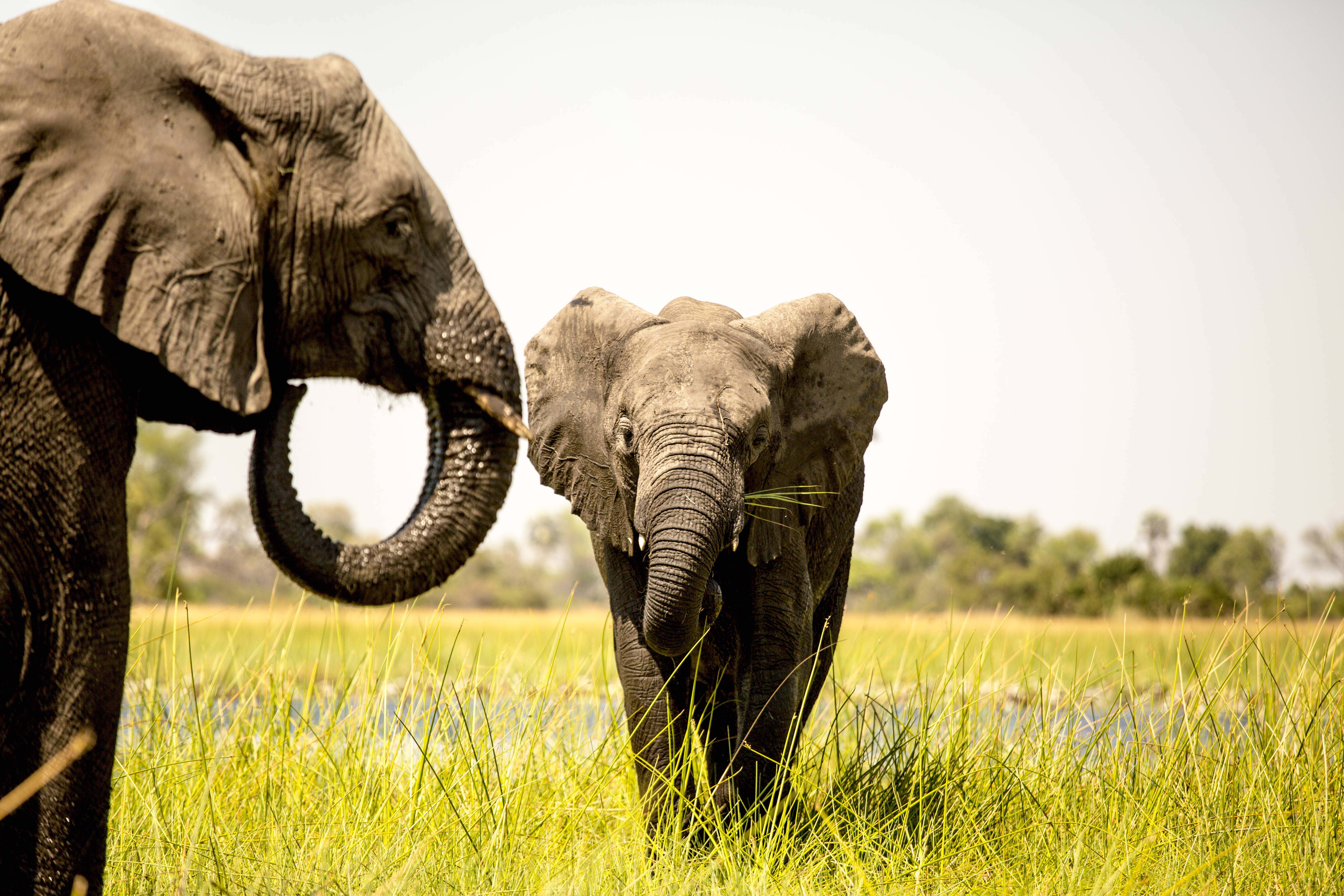 Watch: New Documentary Reveals Elephants Are Much More Intelligent ...