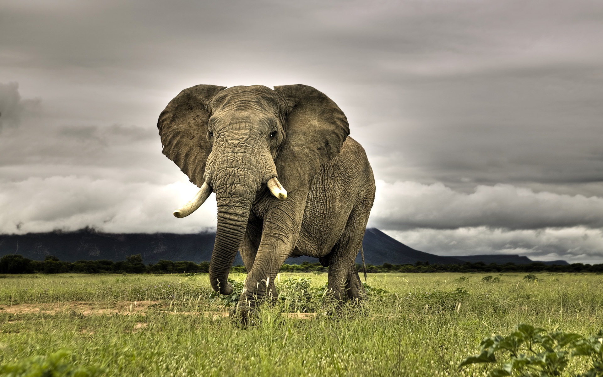 Giant elephant in forest wide full HD | HD Wallpapers Rocks