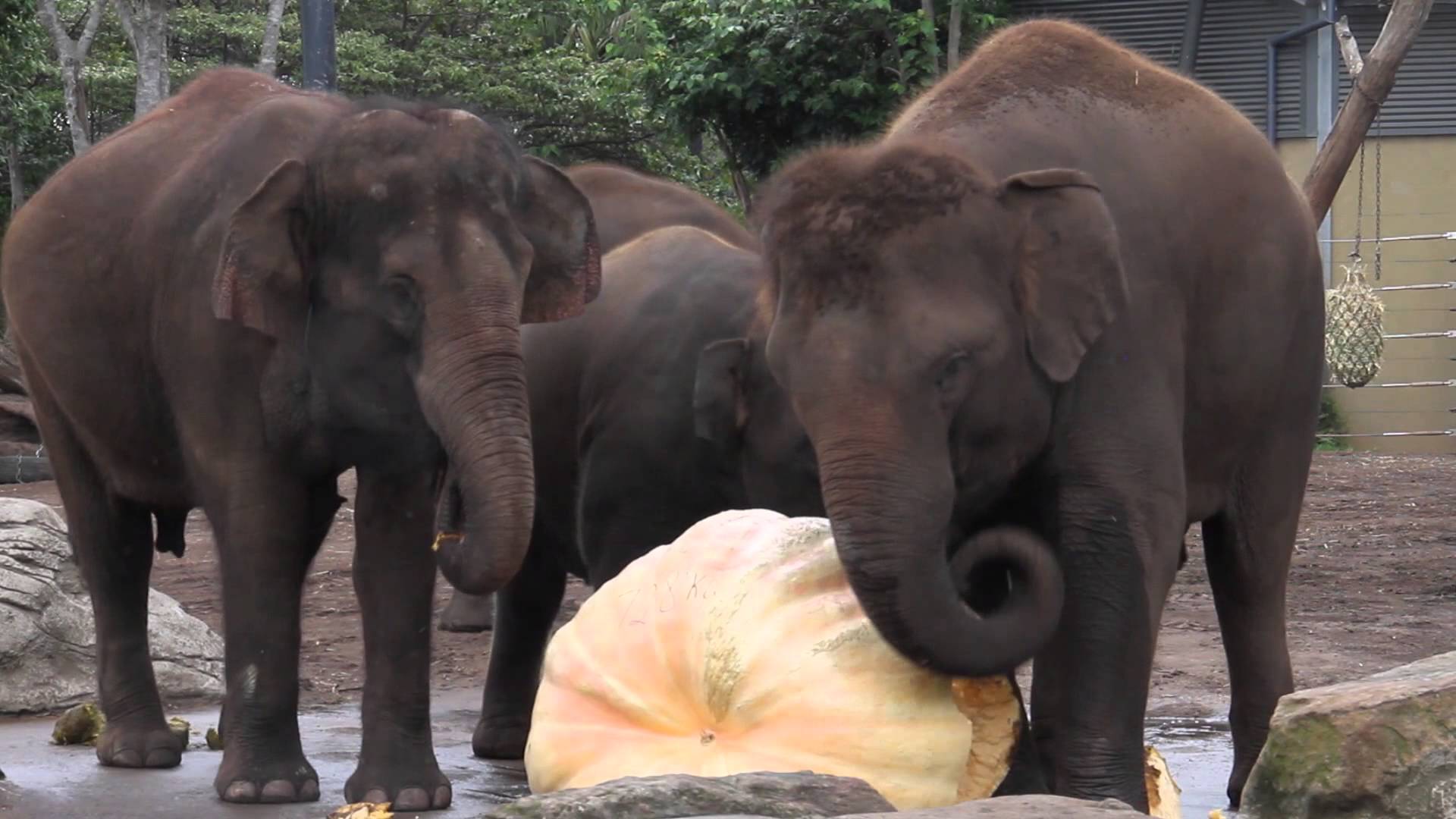 Giant pumpkin on the menu for Taronga's elephants - YouTube